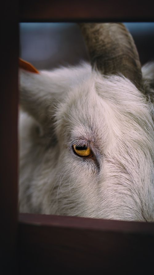Free Intimate close-up of a goat's eye, framed by wooden fence, capturing natural detail. Stock Photo