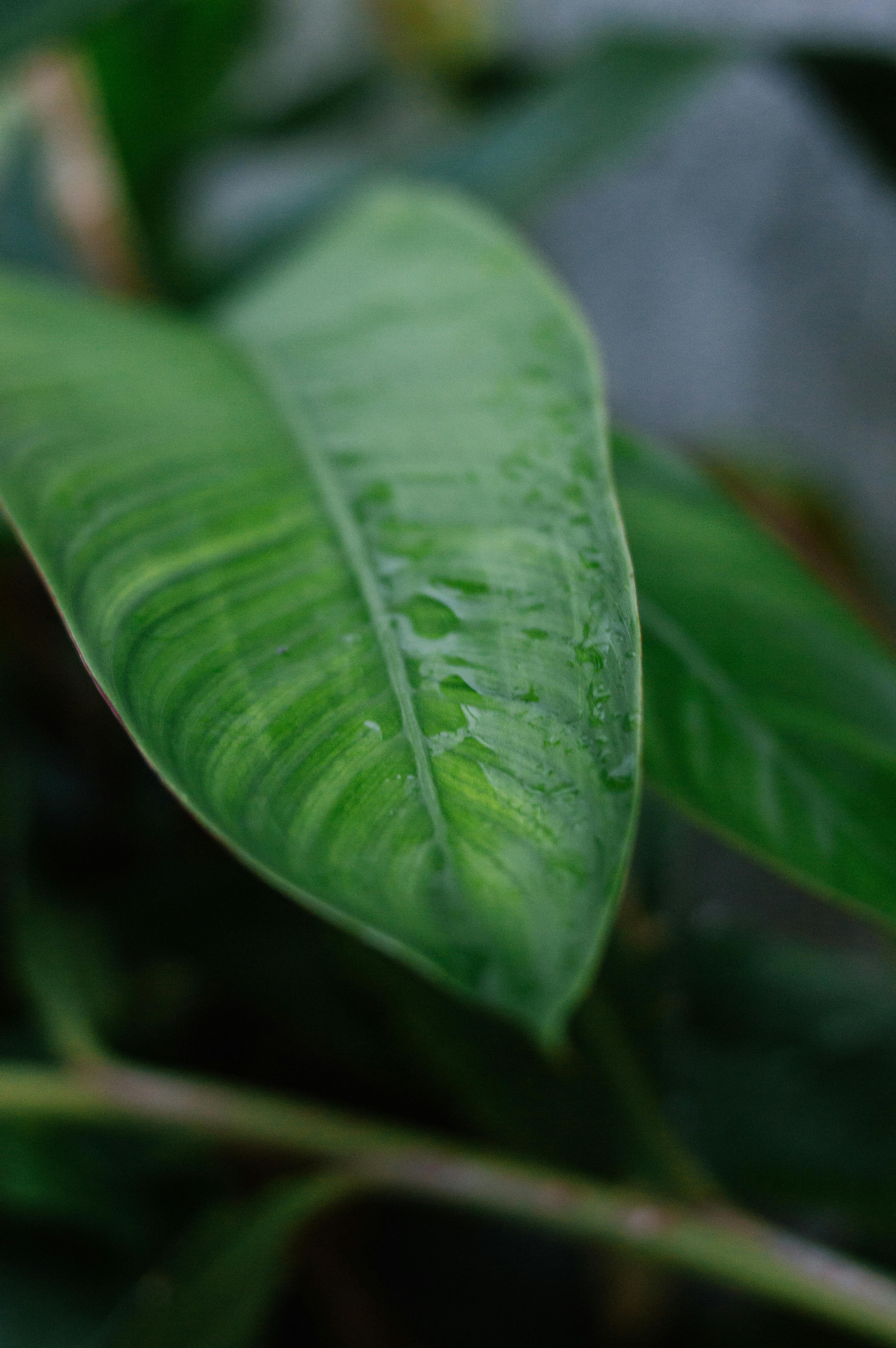 бесплатная Яркий тропический лист с каплями воды, демонстрирующий пышную зелень и природную свежесть. Стоковое фото