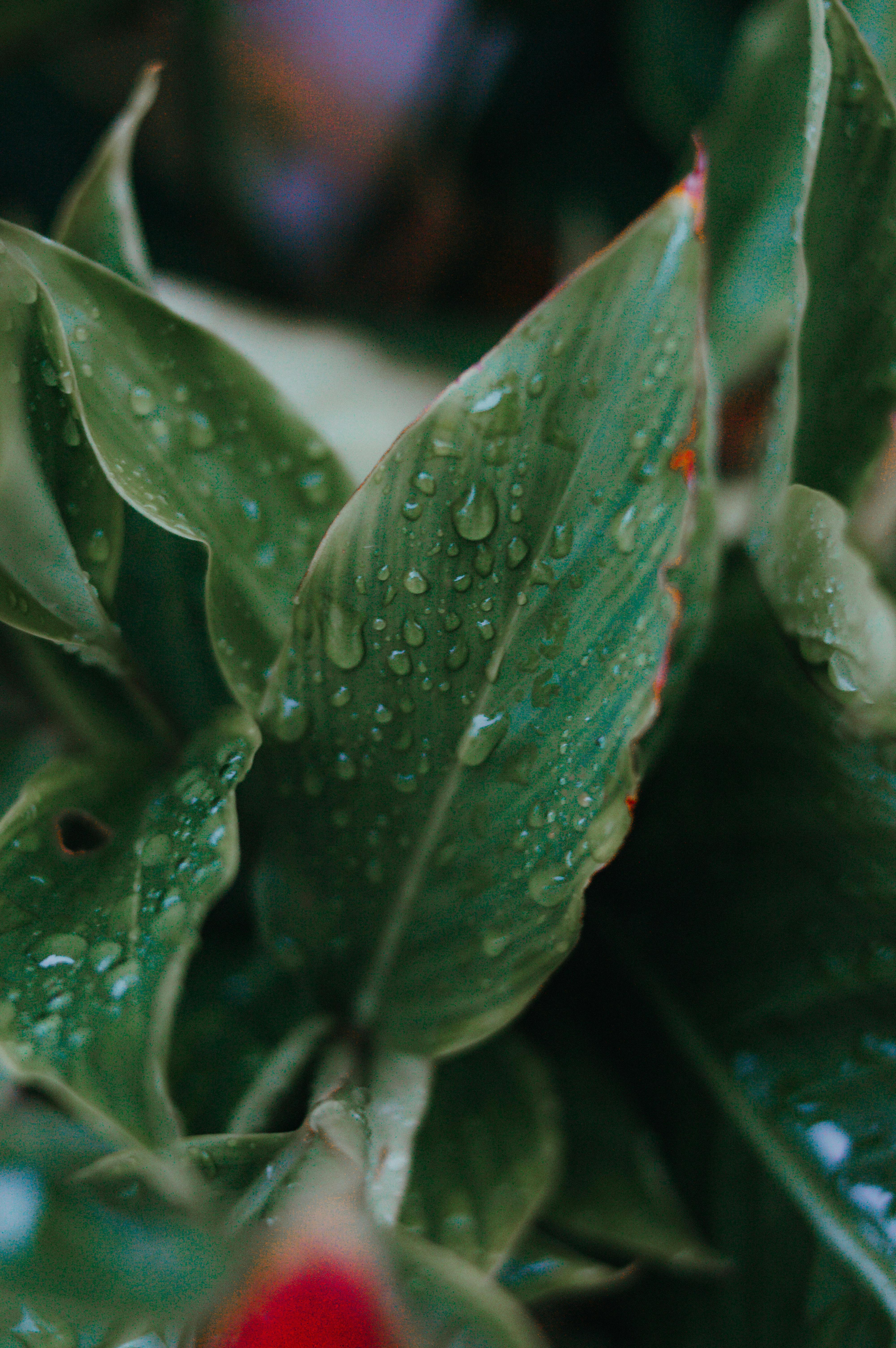 Free Vibrant close-up of lush green leaves with dew drops, showcasing nature's beauty and freshness. Stock Photo