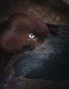 Close-up of a Resting Redhead Duck with Blue Eye