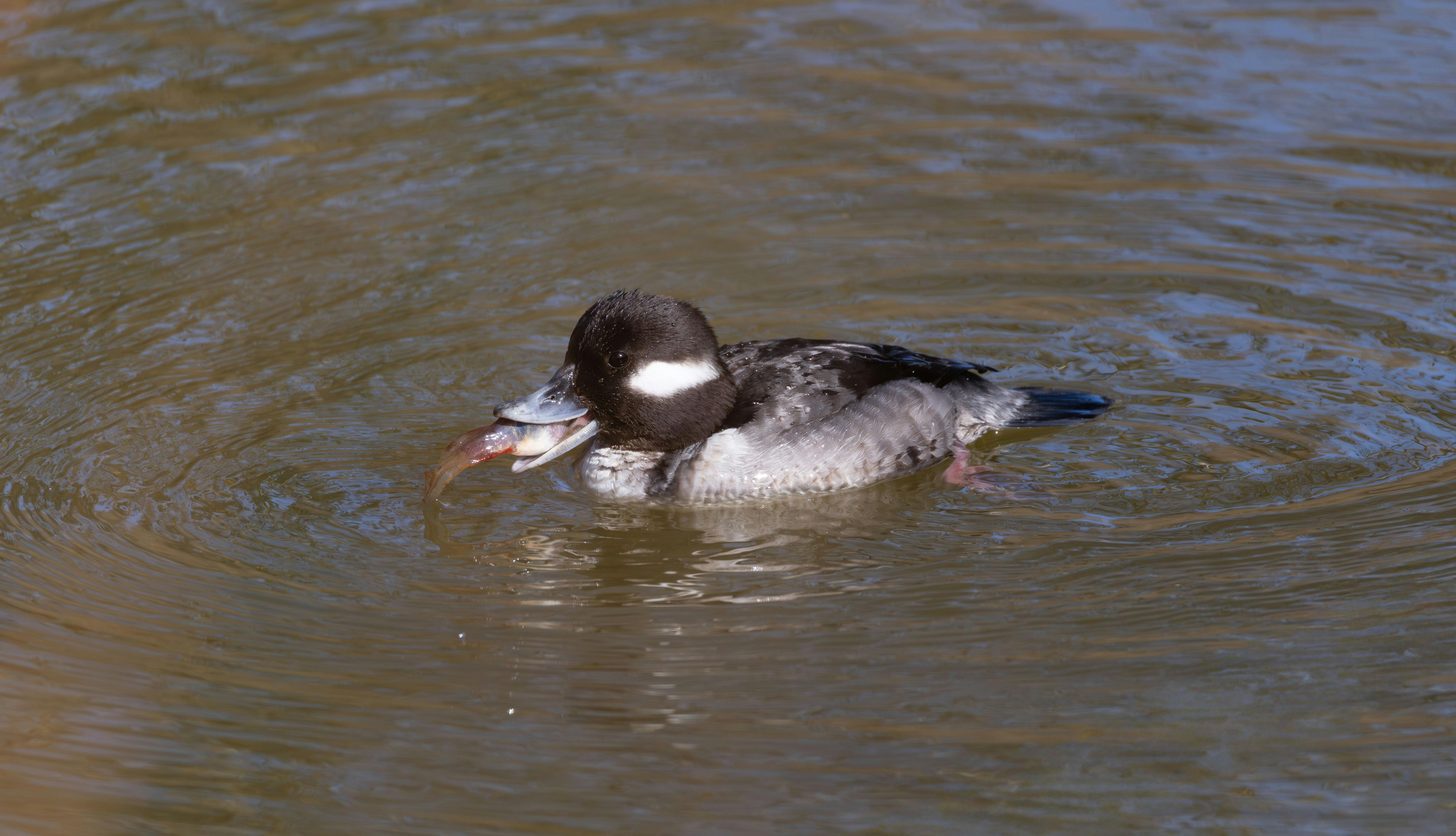 A bufflehead duck captures and eats a small fish on a calm lake, showcasing nature's interaction.