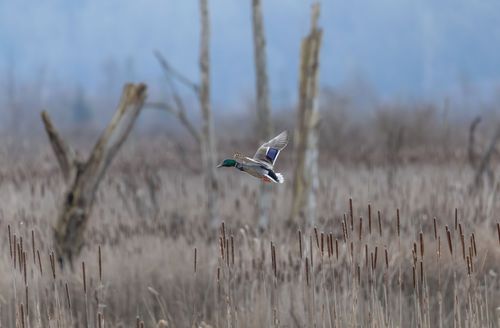 Free A mallard duck flies gracefully over a marshland, showcasing its vibrant plumage and natural habitat. Stock Photo