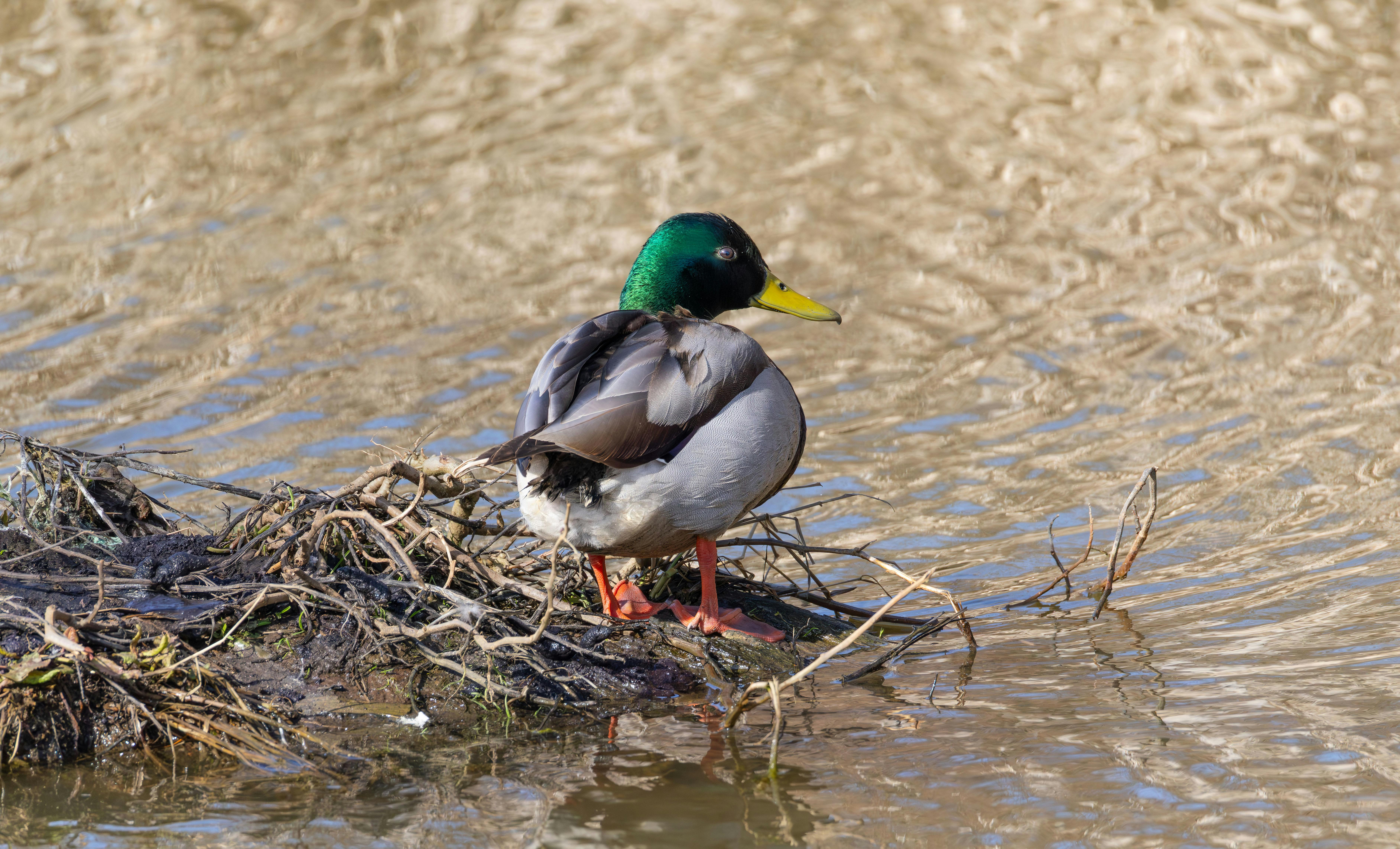 2012 Review of Drake Software — Drake Tax — Photo by Veronika Andrews on Pexels