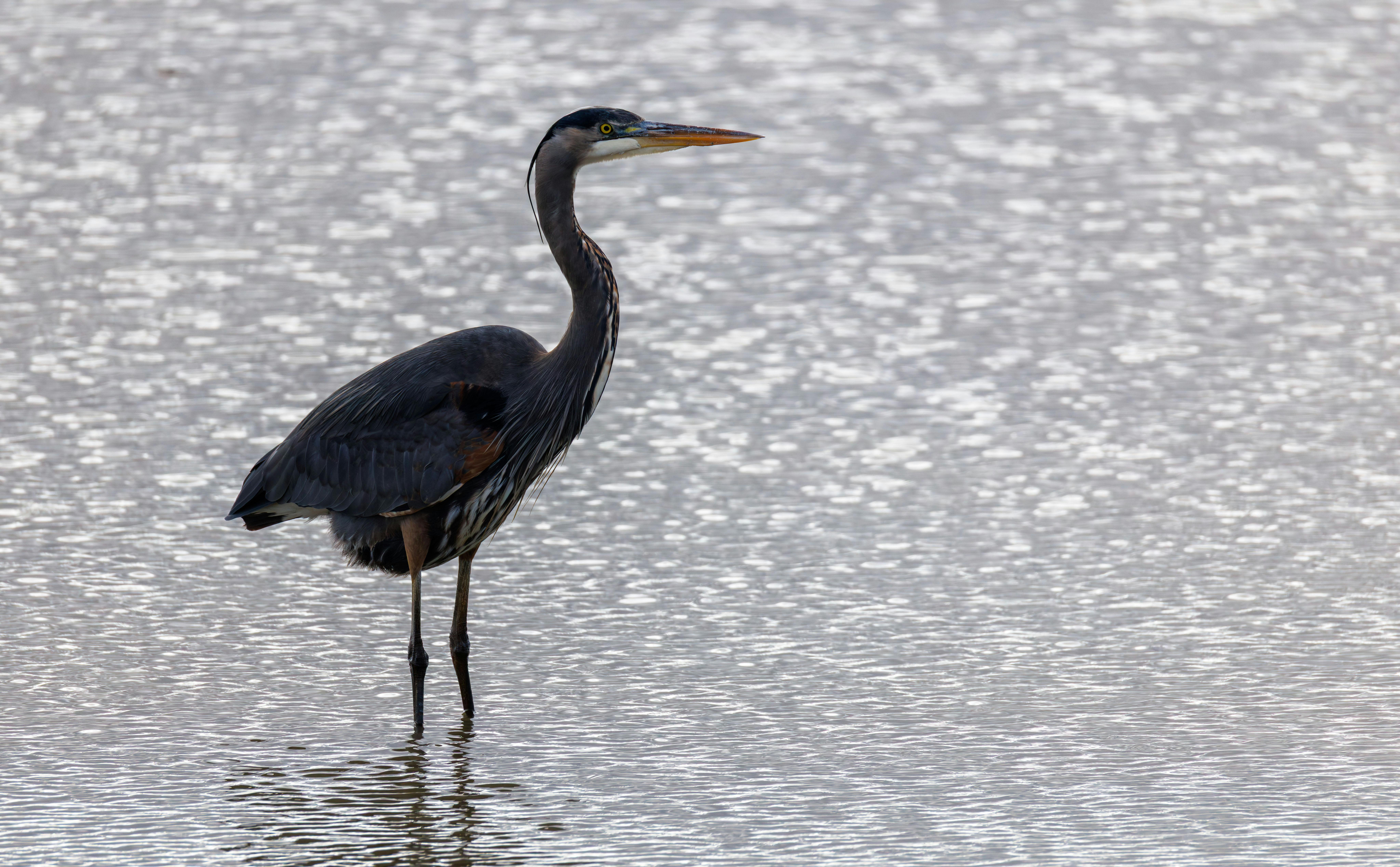 Wading River