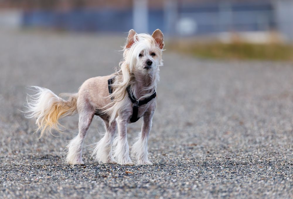 Chinese Crested, photo 2