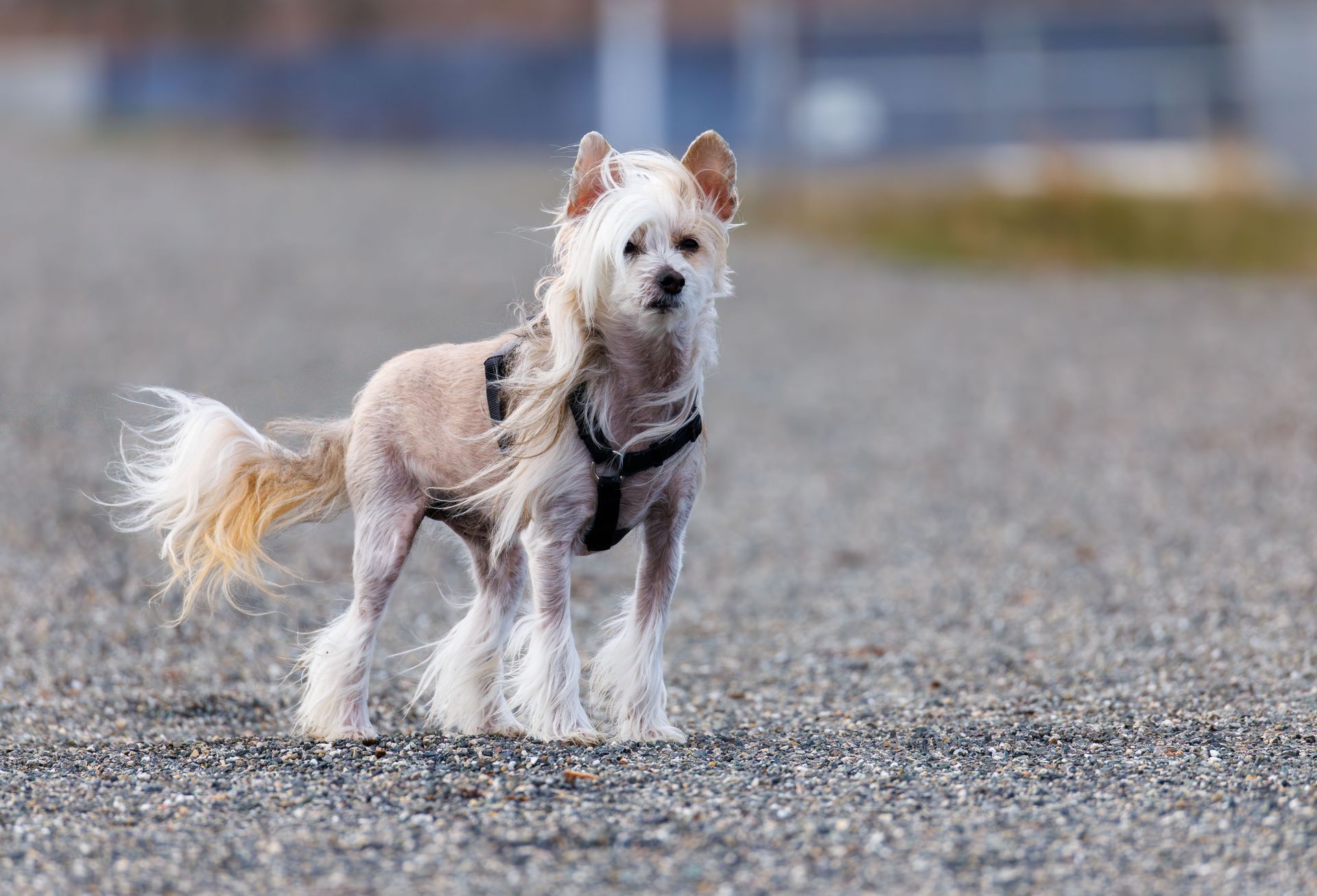 A Chinese Crested