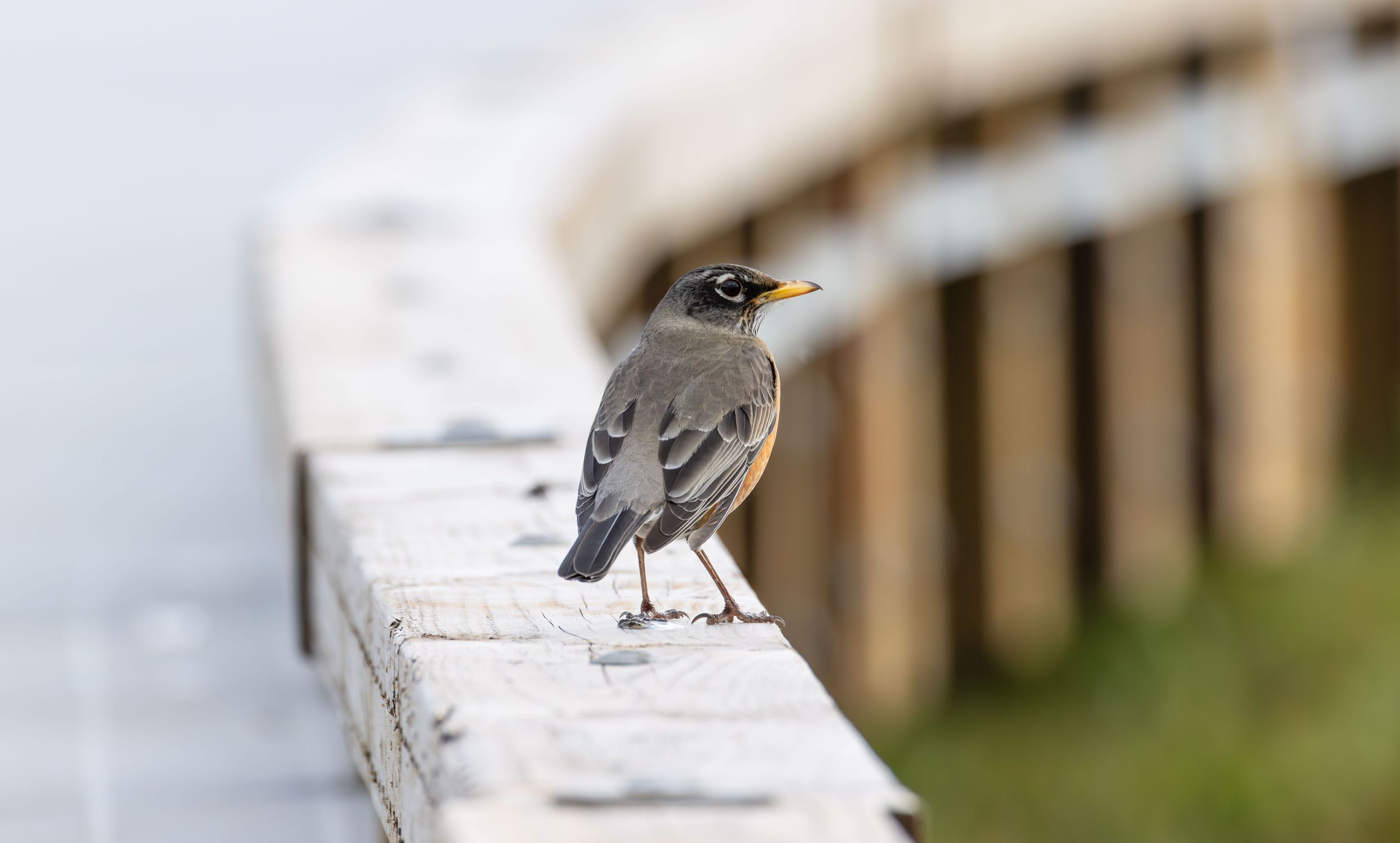 American Robin on Wooden Railing Outdoors · Free Stock Photo