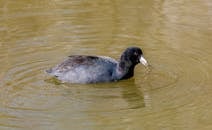 American Coot Swimming with Plant in Lake