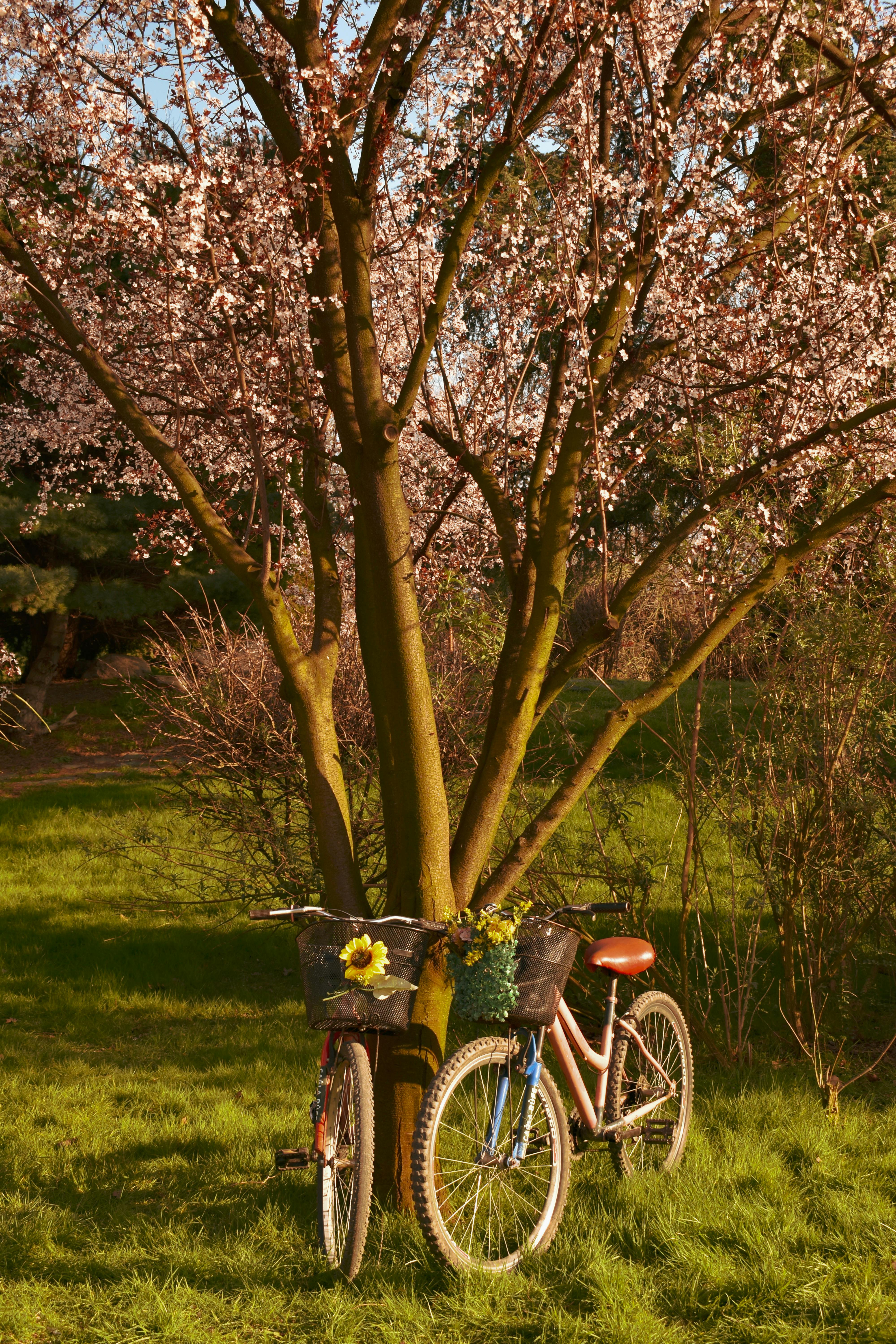 Gratis To cykler parkerer under et blomstrende træ i en solrig forårspark i Bursa, Tyrkiet. Lagerfoto