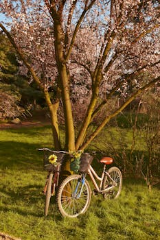 Charming spring scene with bicycles under a blooming cherry tree in Bursa, Türkiye.