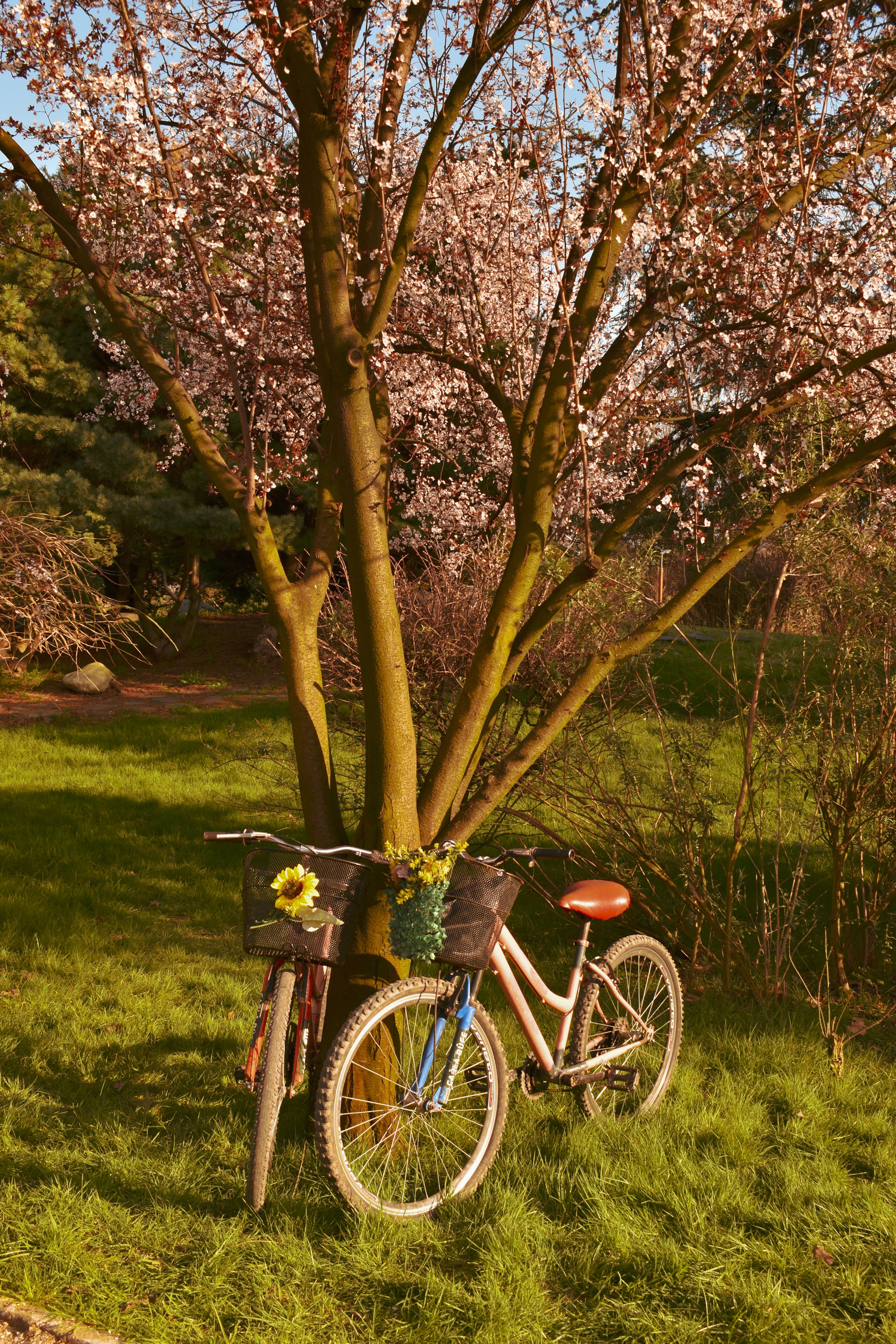 Bicycles Resting Under Blooming Cherry Tree in Spring · Free Stock Photo