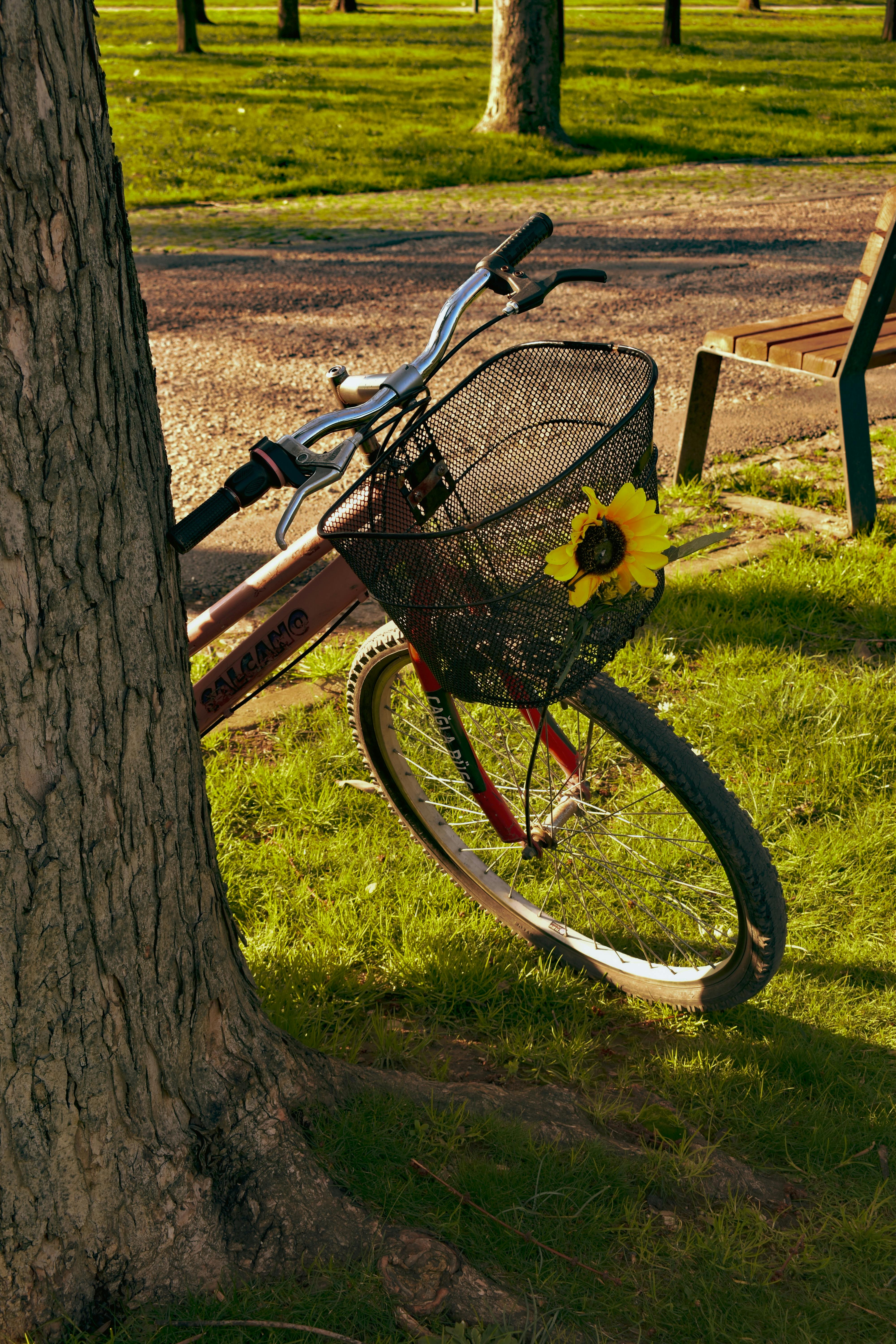 Gratis Affascinante bicicletta d'epoca appoggiata a un albero con un girasole nel cestino, immortalata in un parco sereno. Foto a disposizione