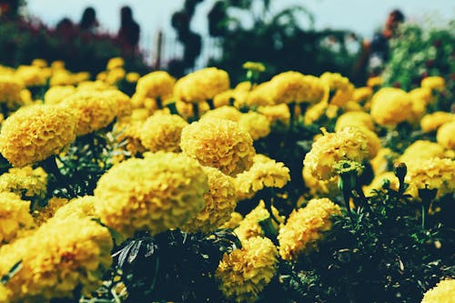 Free Yellow Flower Field Stock Photo