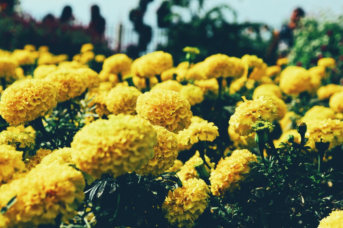 Best Vastu Tips for Home: These 10 plants will brighten your luck