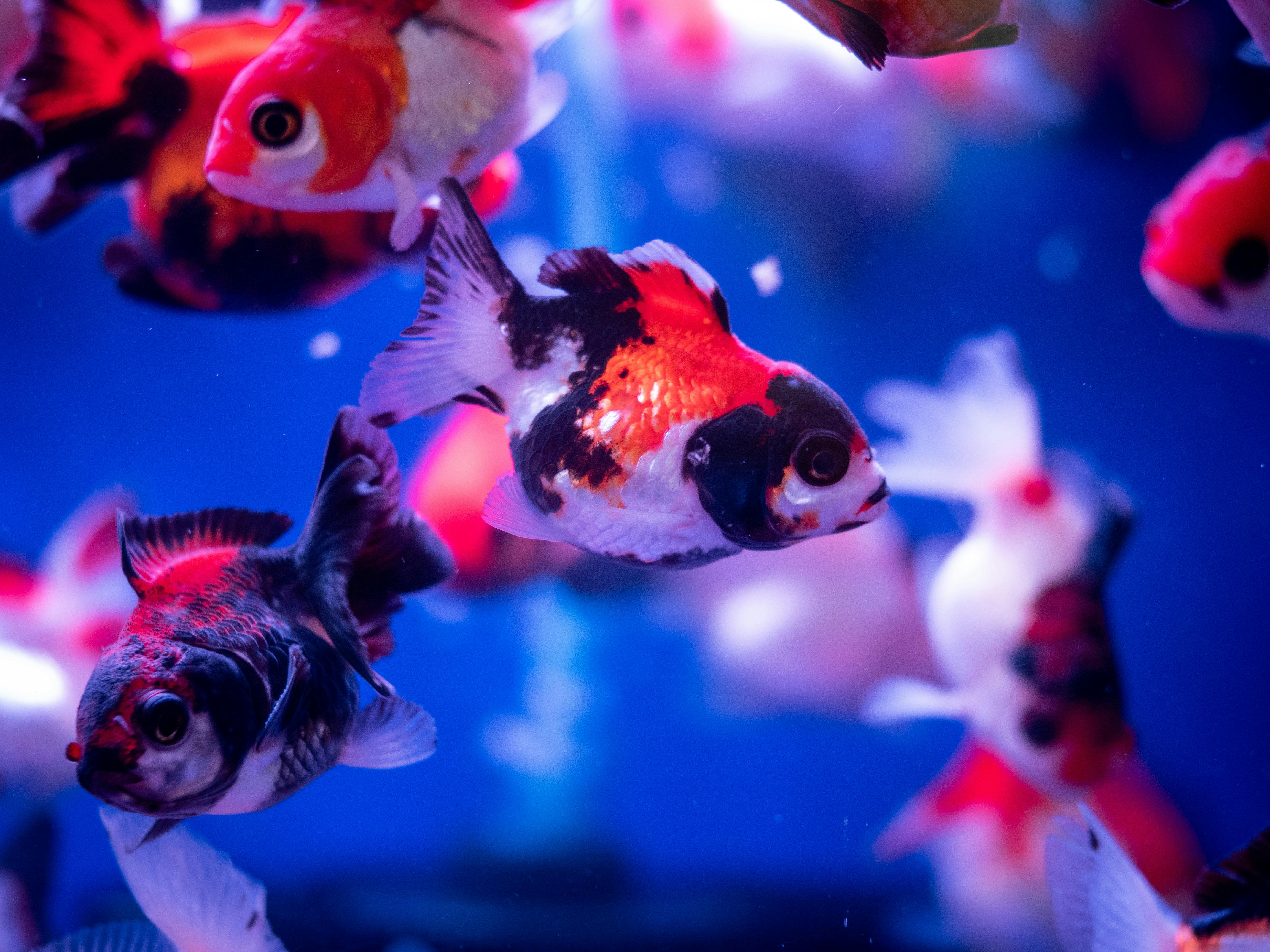 Scott Fish Bowl brings fantasy football and fundraising to Boise — Photo by Teresa Wang on Pexels