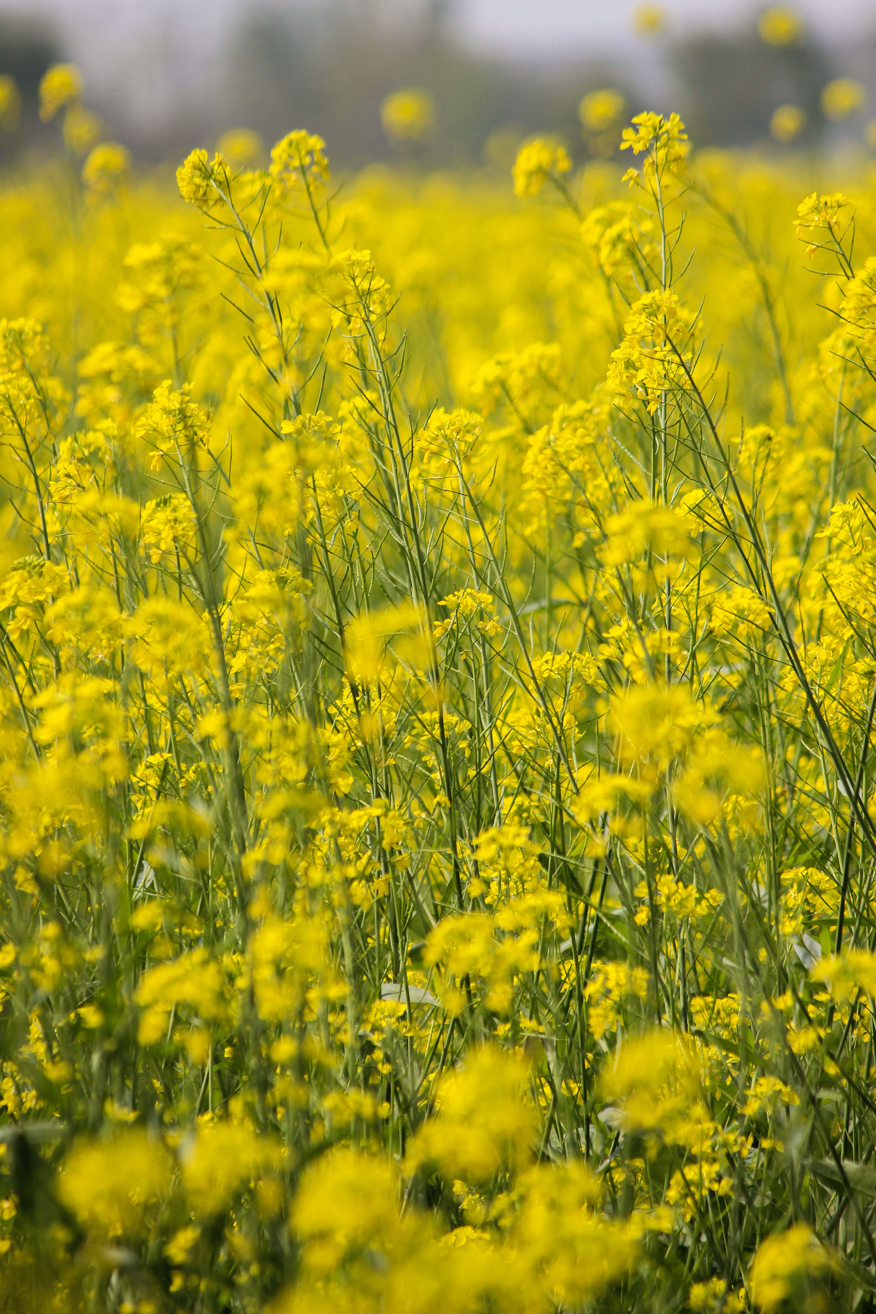 Vibrant Mustard Field Blossoming in Spring · Free Stock Photo