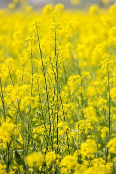 rapeseed canola oil bottle