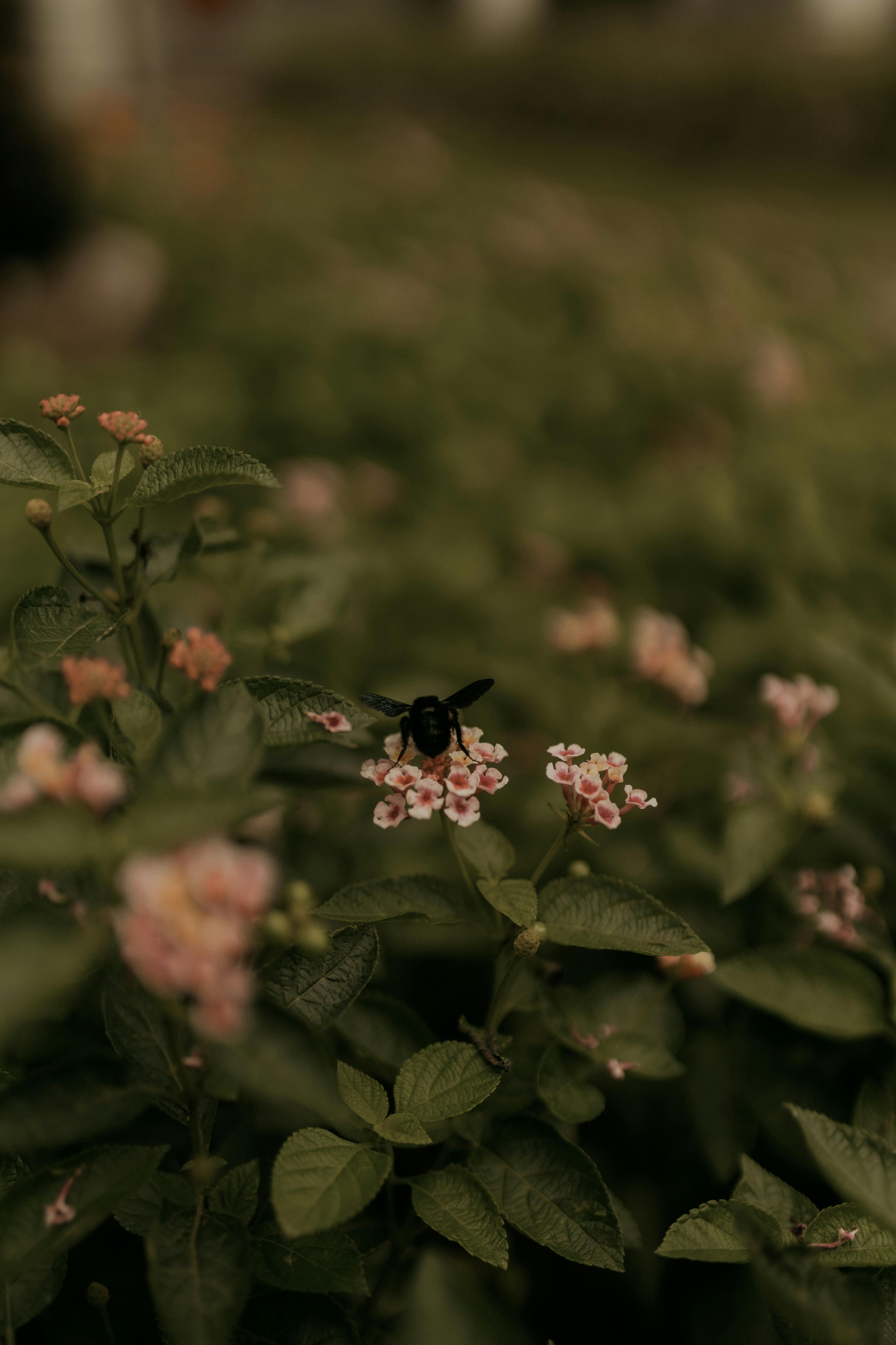 De franc Macrofotografia d'una abella sobre flors de lantana roses amb un fons borrós en un entorn natural. Foto d'estoc