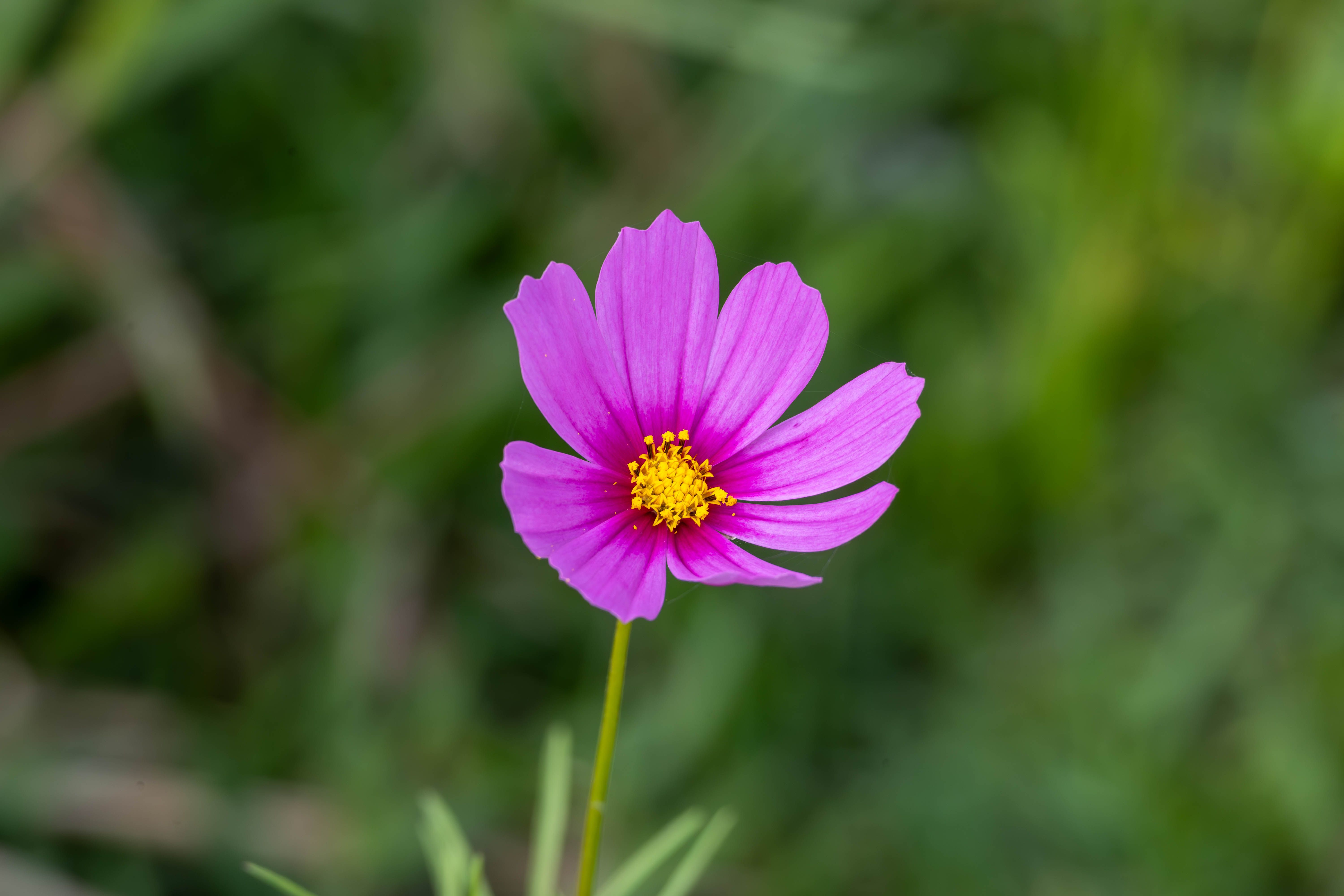 A detailed close-up of a vibrant pink cosmos flower with a lush green background, showcasing its natural beauty.