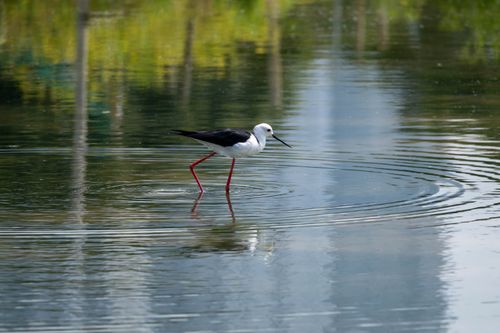 Free Photograph of a Black-Winged Stilt (Himantopus himantopus) wading in calm water, creating ripples. Stock Photo