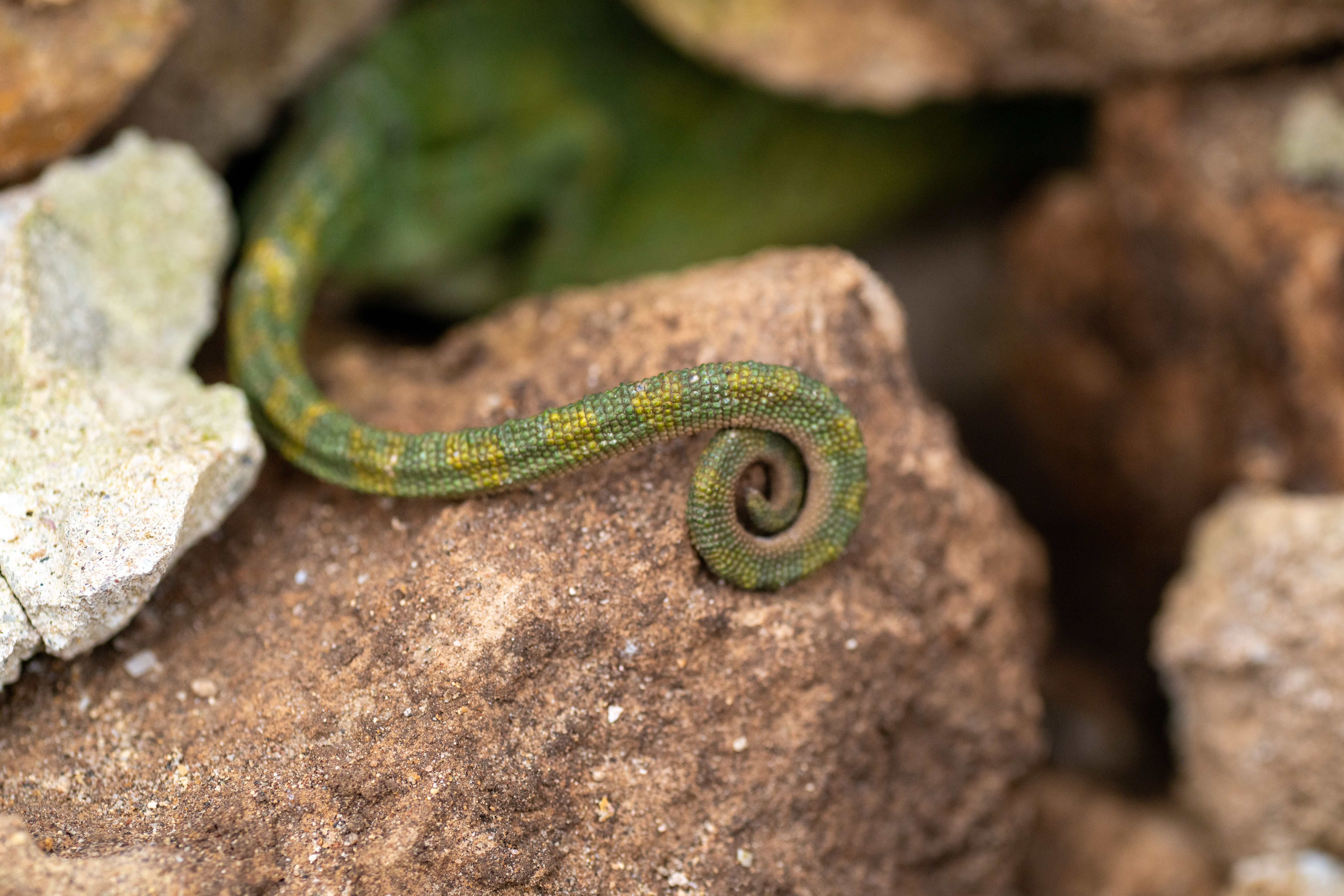 Curled Tail of a Chameleon on Rocky Surface · Free Stock Photo