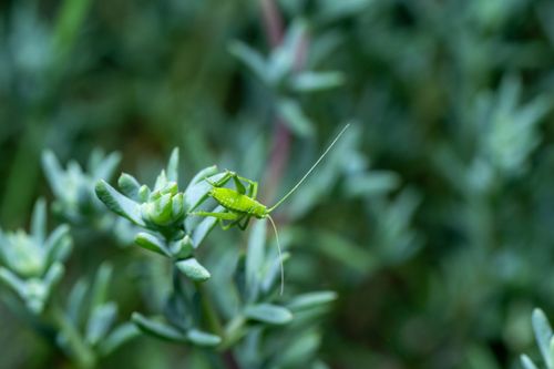 Free Close-up of a green grasshopper perched on a lush plant, showcasing vibrant colors and nature's details. Stock Photo