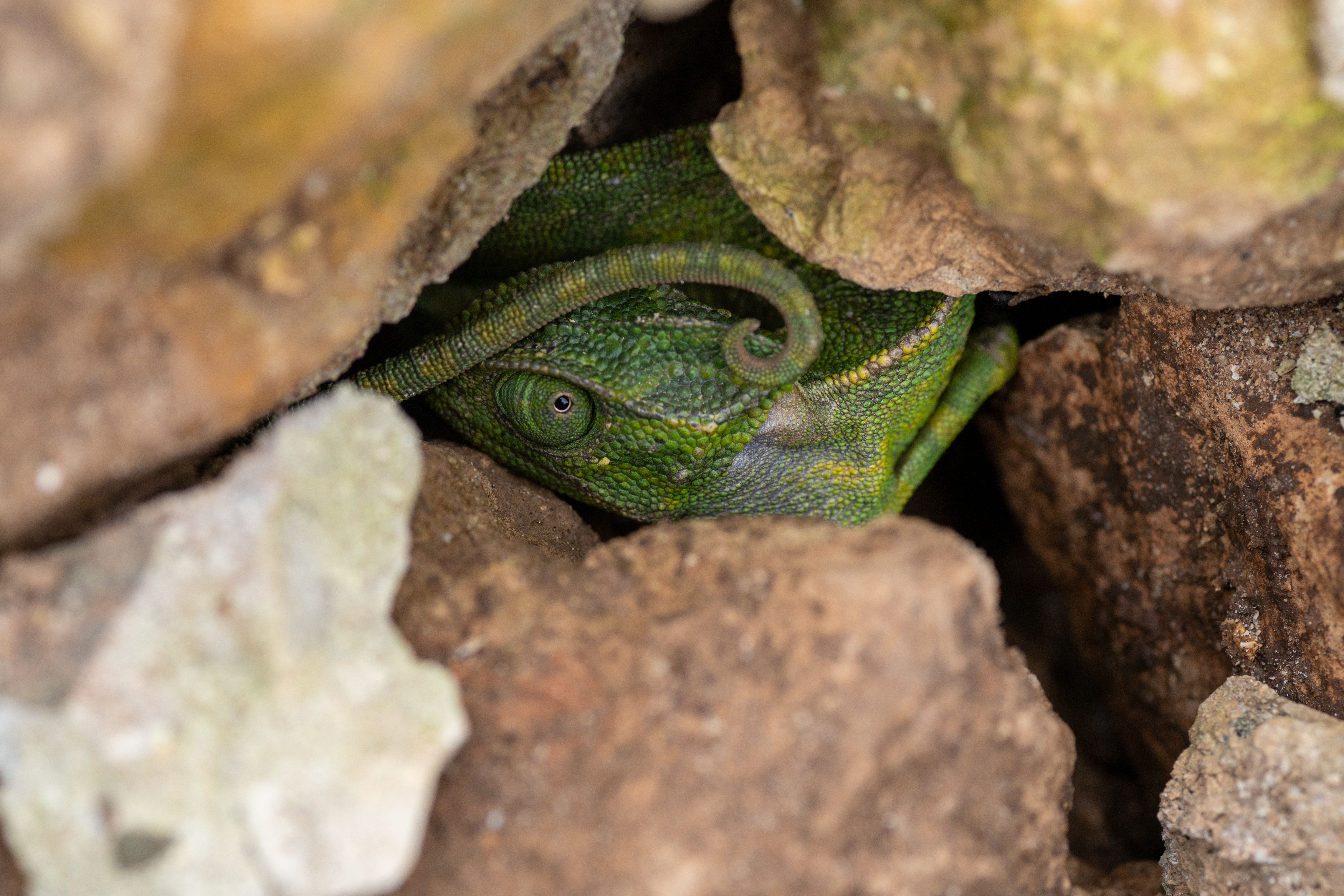 Green Chameleon Hidden Among Rocks · Free Stock Photo