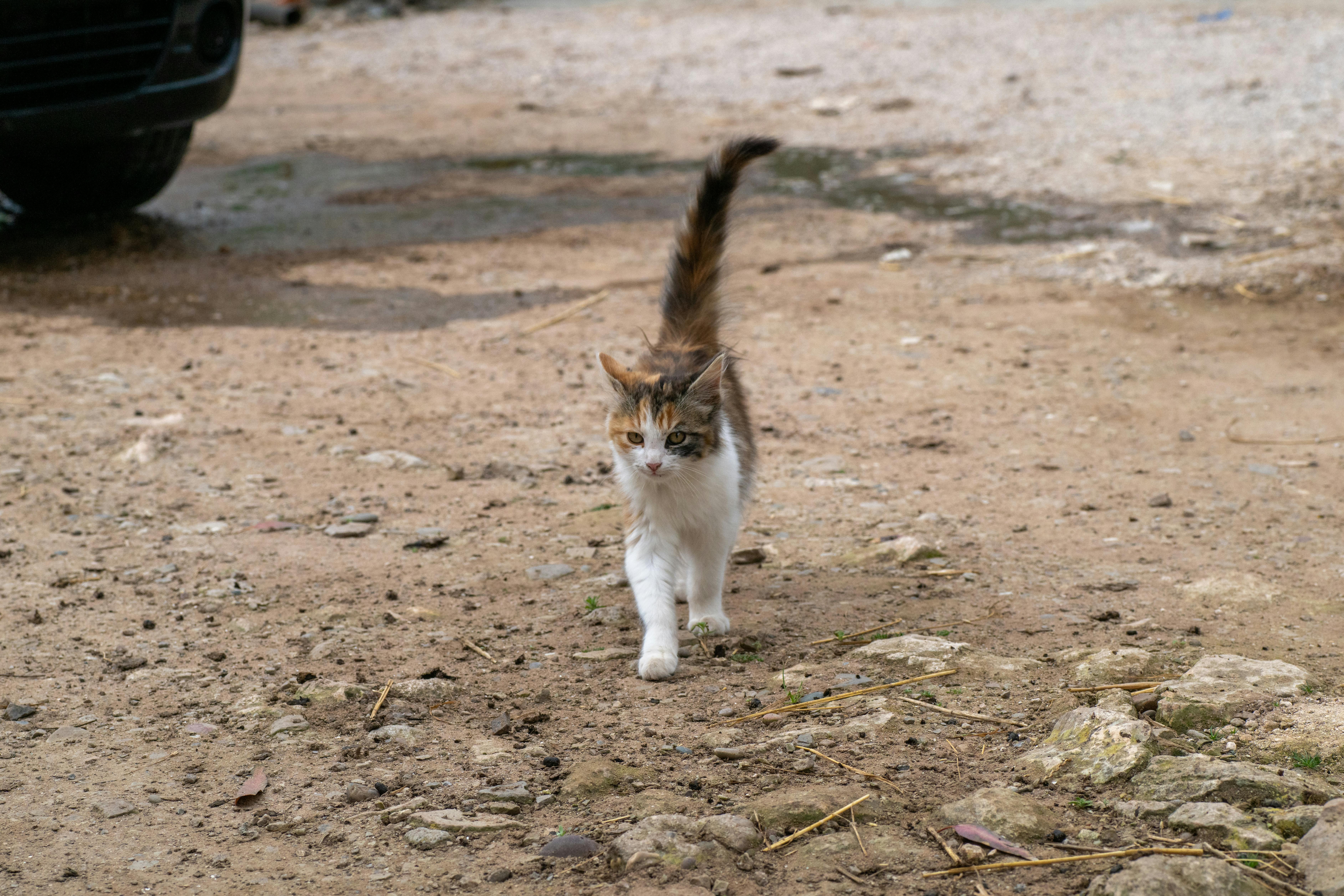 Free Cute calico cat strolling on a rocky dirt path, showcasing its playful curiosity. Stock Photo