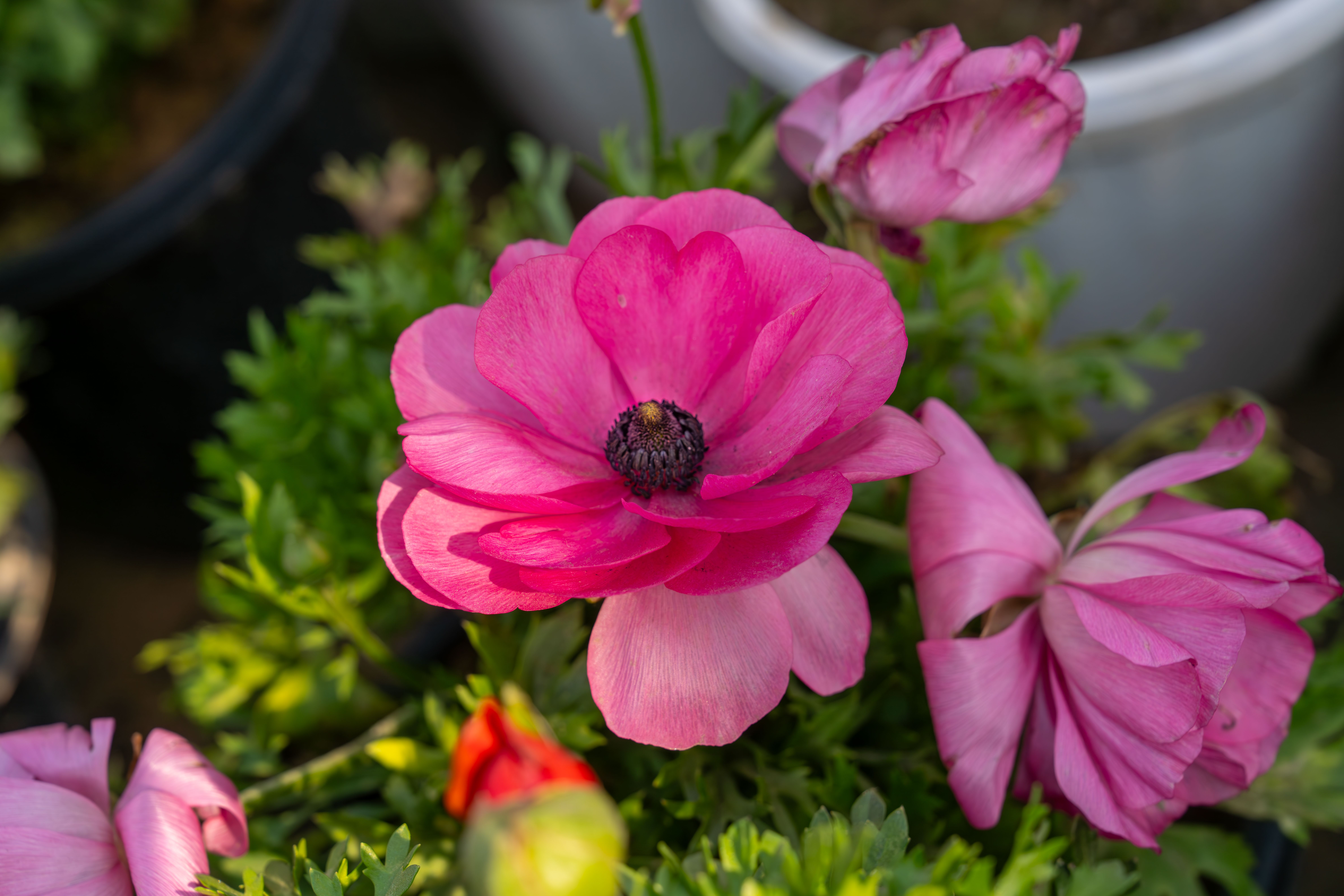 Jardinage à Belgique - Askaide