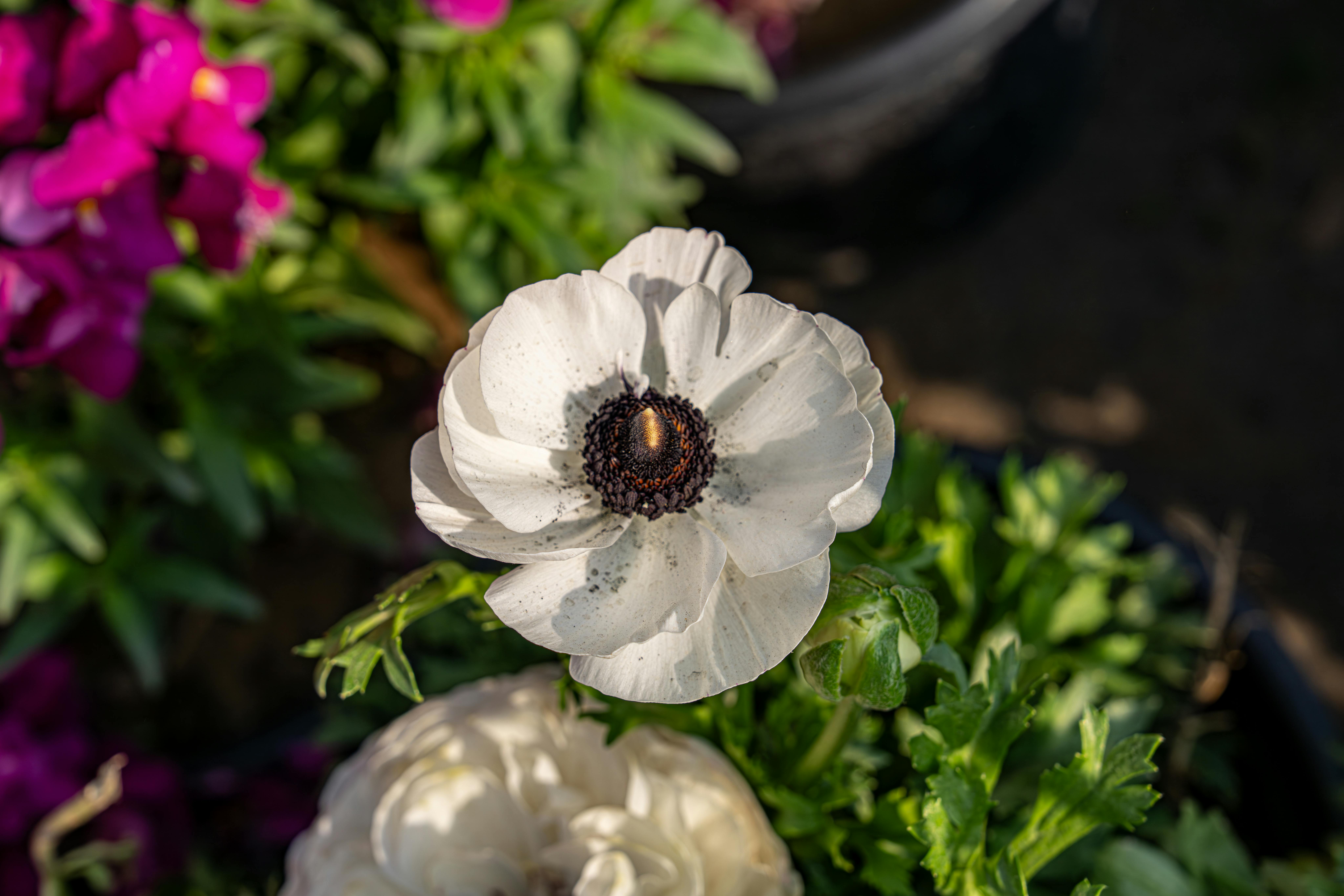 無料 豊かな緑に囲まれた、中心が黒く白いアネモネの花の鮮やかなクローズアップ。 写真素材