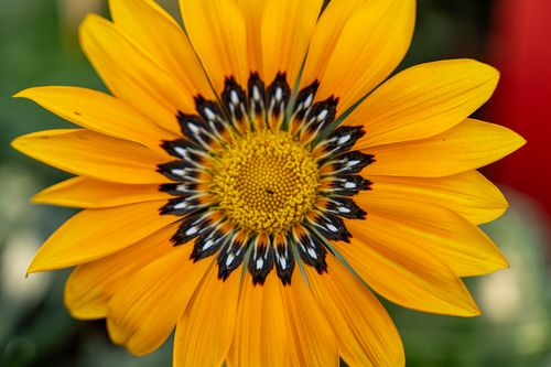 Free Close-up image of a vibrant yellow Gazania flower with detailed petals and center pattern. Stock Photo