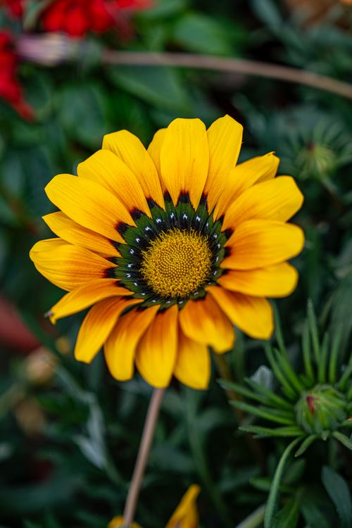 Free Close-up of a vibrant yellow Gazania flower with rich green foliage. Stock Photo