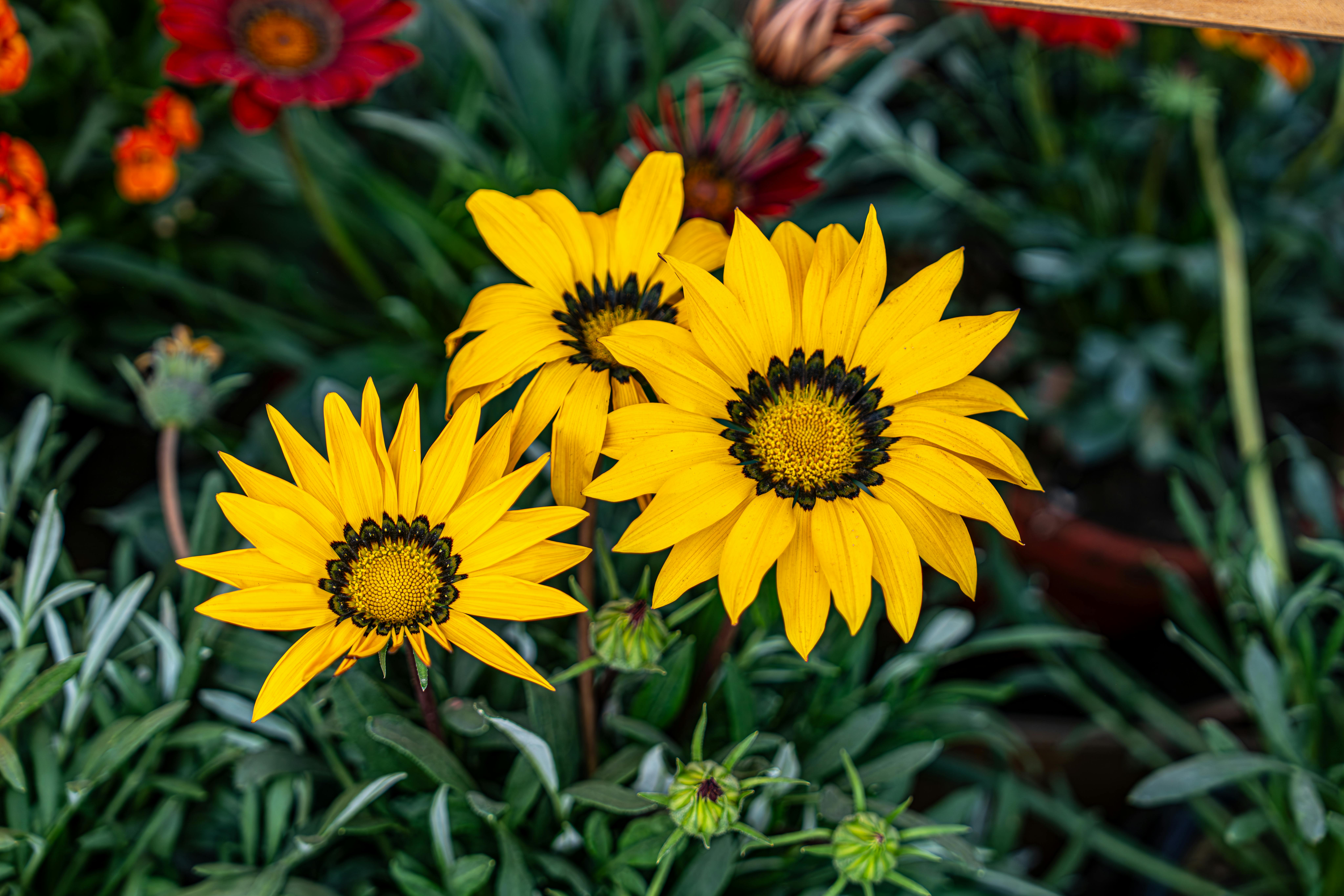無料 緑豊かな庭園に咲く鮮やかな黄色のガザニアの花が、夏のエッセンスをとらえています。 写真素材