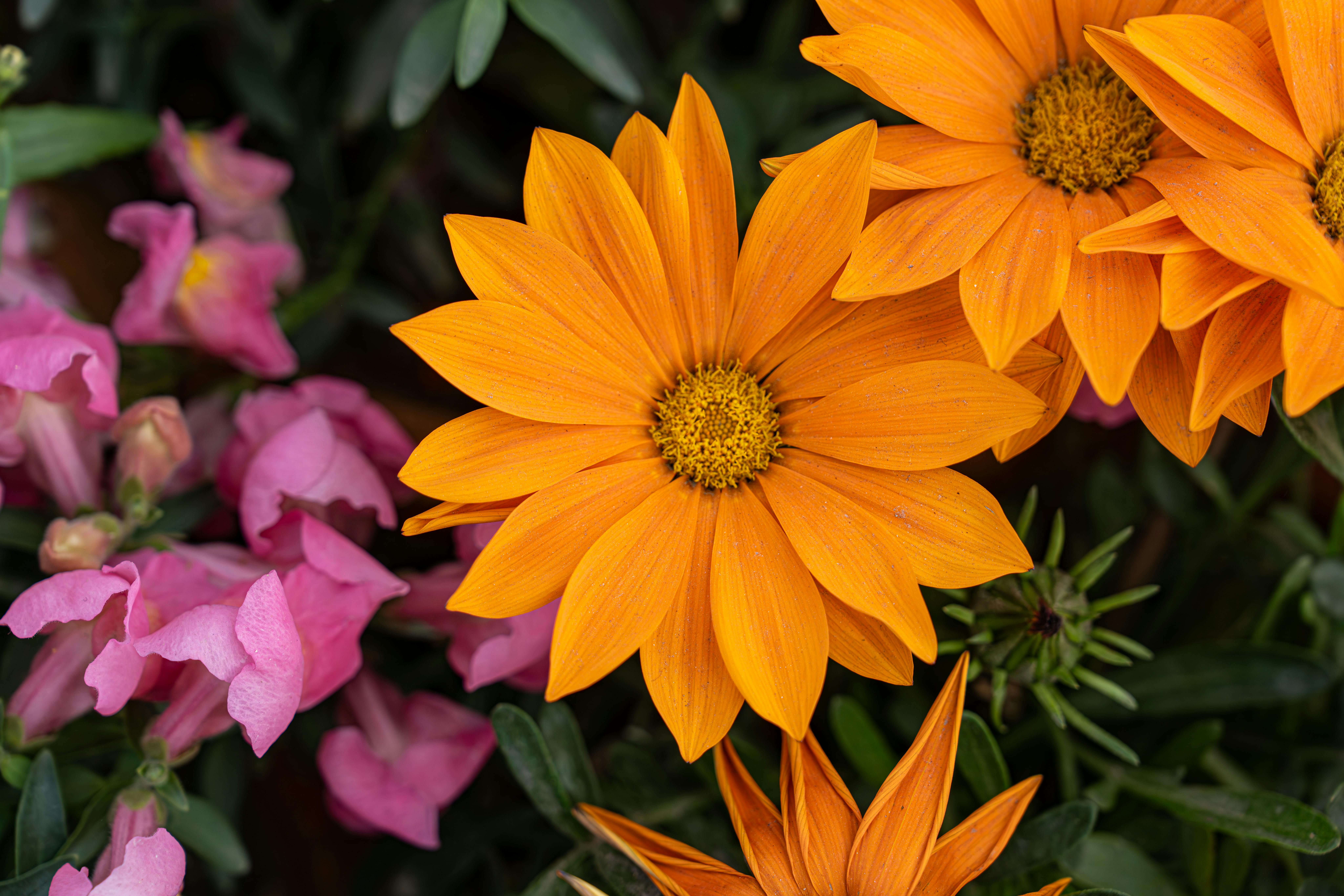 Gratis Tampilan dekat bunga Gazania berwarna oranye cerah dengan bunga Snapdragon berwarna merah muda, menampilkan kontras warna-warni alam. Foto Stok