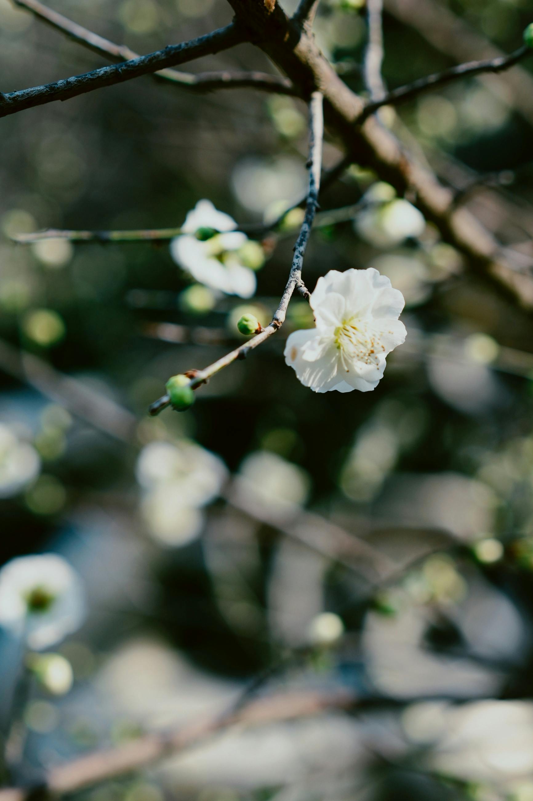 Gratis Foto close-up yang indah dari bunga plum putih yang mekar di cabang-cabang pohon pada musim semi. Foto Stok