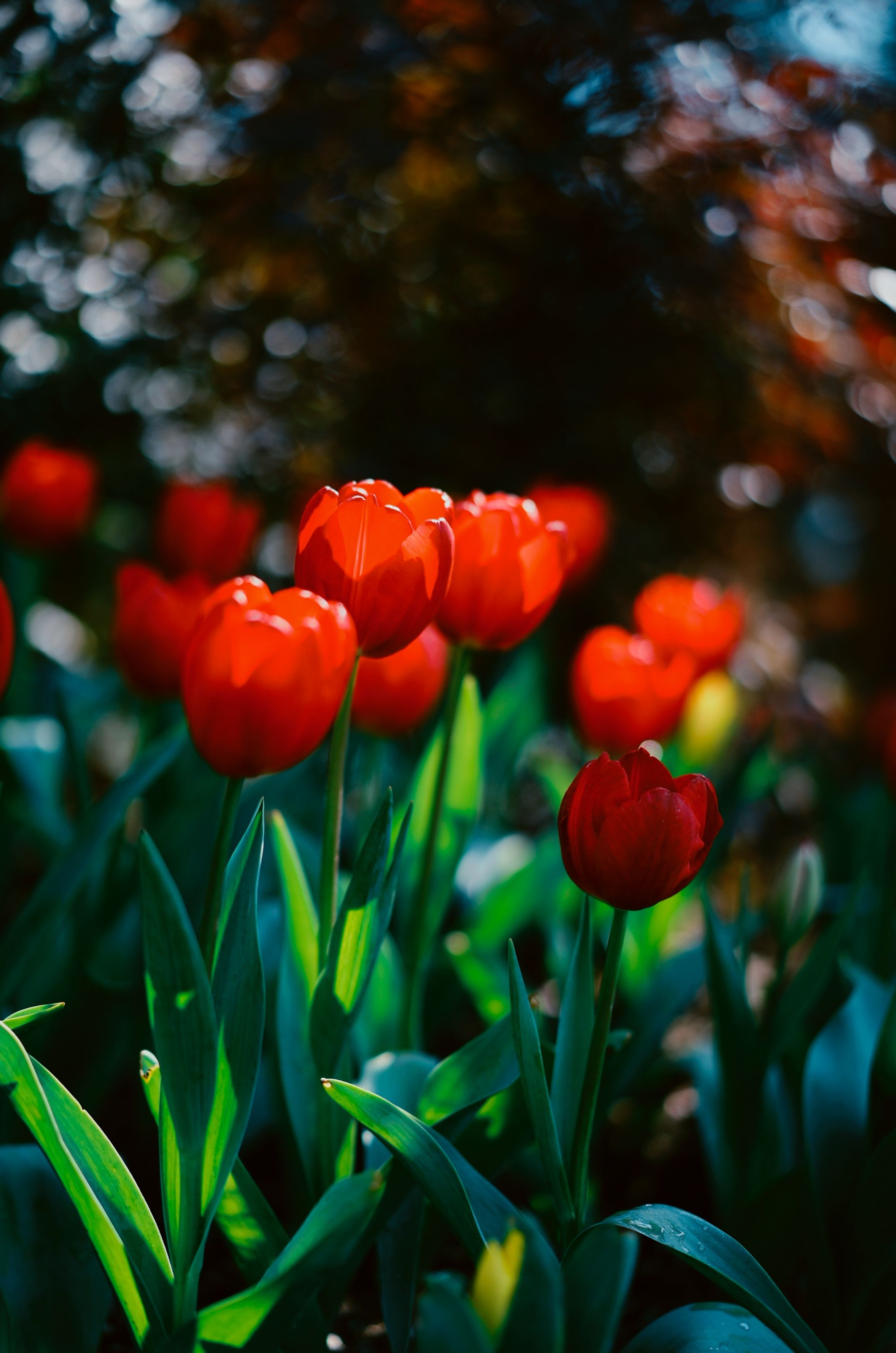 Vibrant Red Tulips in Spring Garden · Free Stock Photo