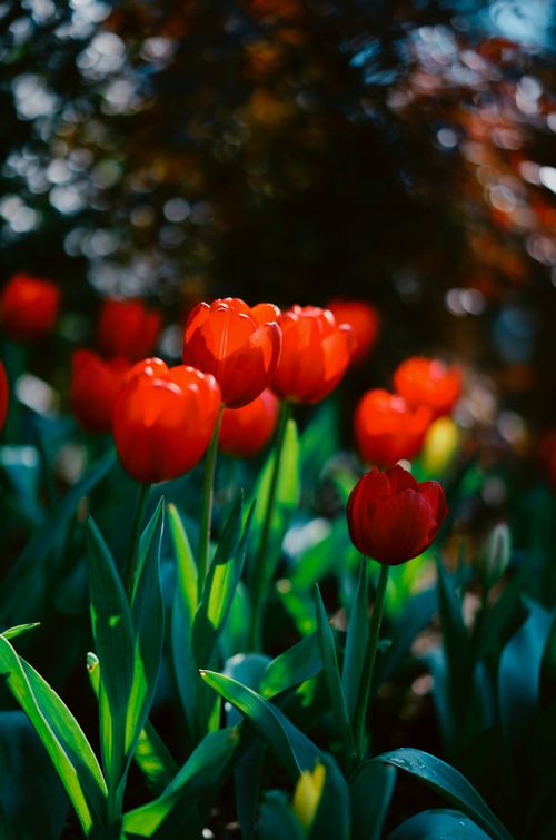 Free A stunning close-up of vibrant red tulips blooming in a lush spring garden. Stock Photo
