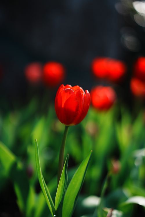 Free Vivid red tulip basking in sunlight amidst lush green foliage, a symbol of spring. Stock Photo