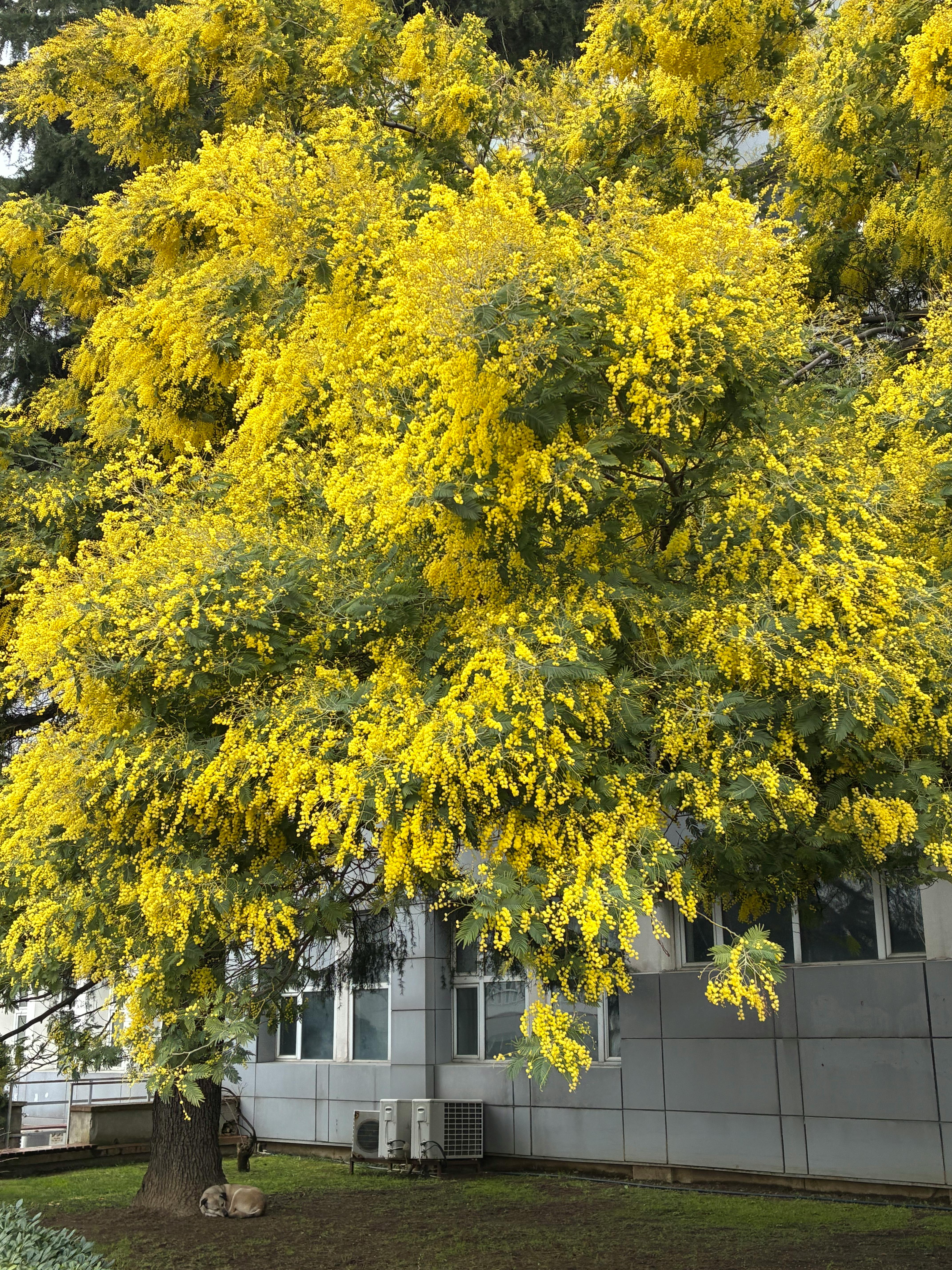 無料 晴れた日に近代的な建物の外に満開の明るい黄色のミモザの木。 写真素材