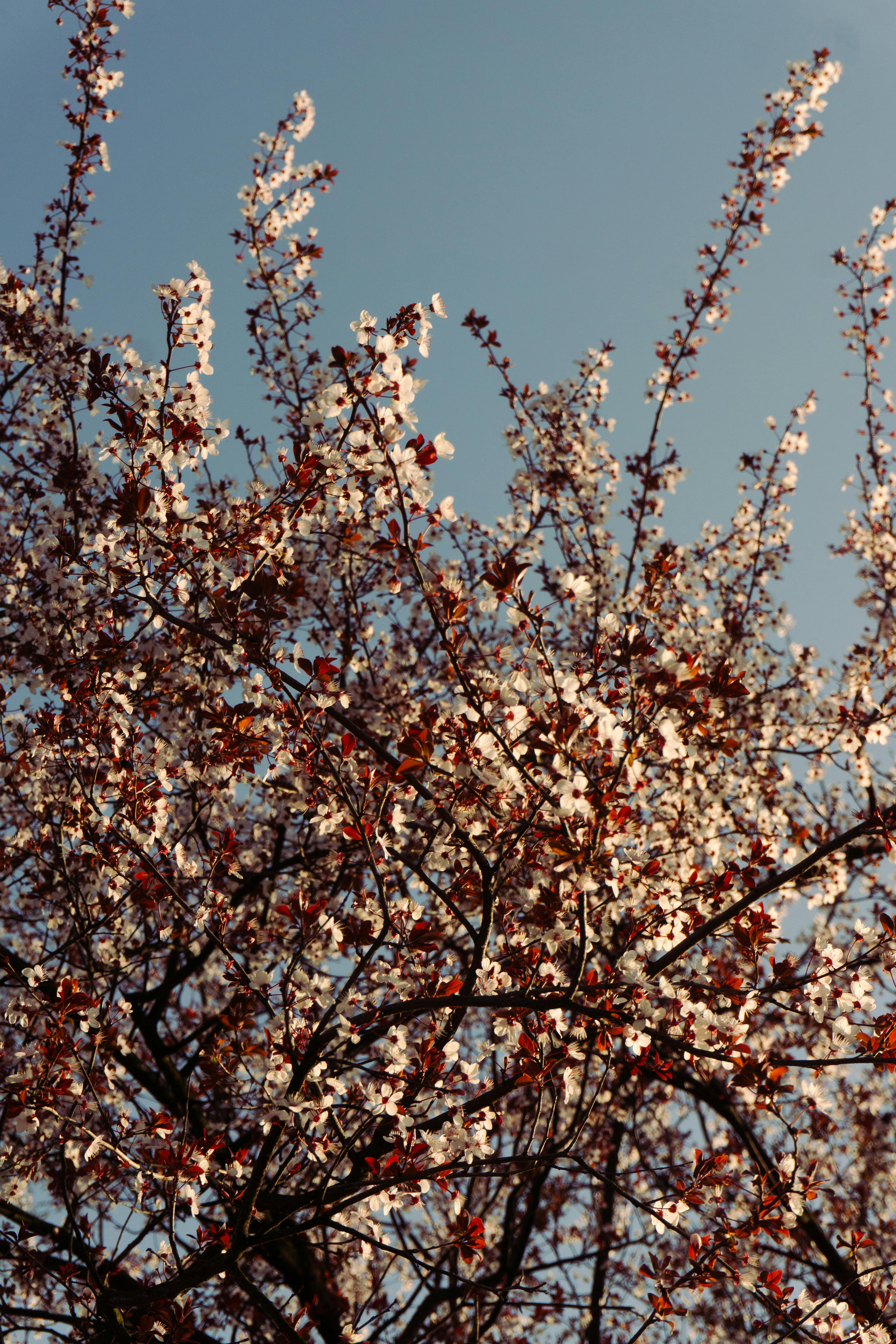 бесплатная Бесплатное стоковое фото с prunus serrulata, türkiye, Азия Стоковое фото