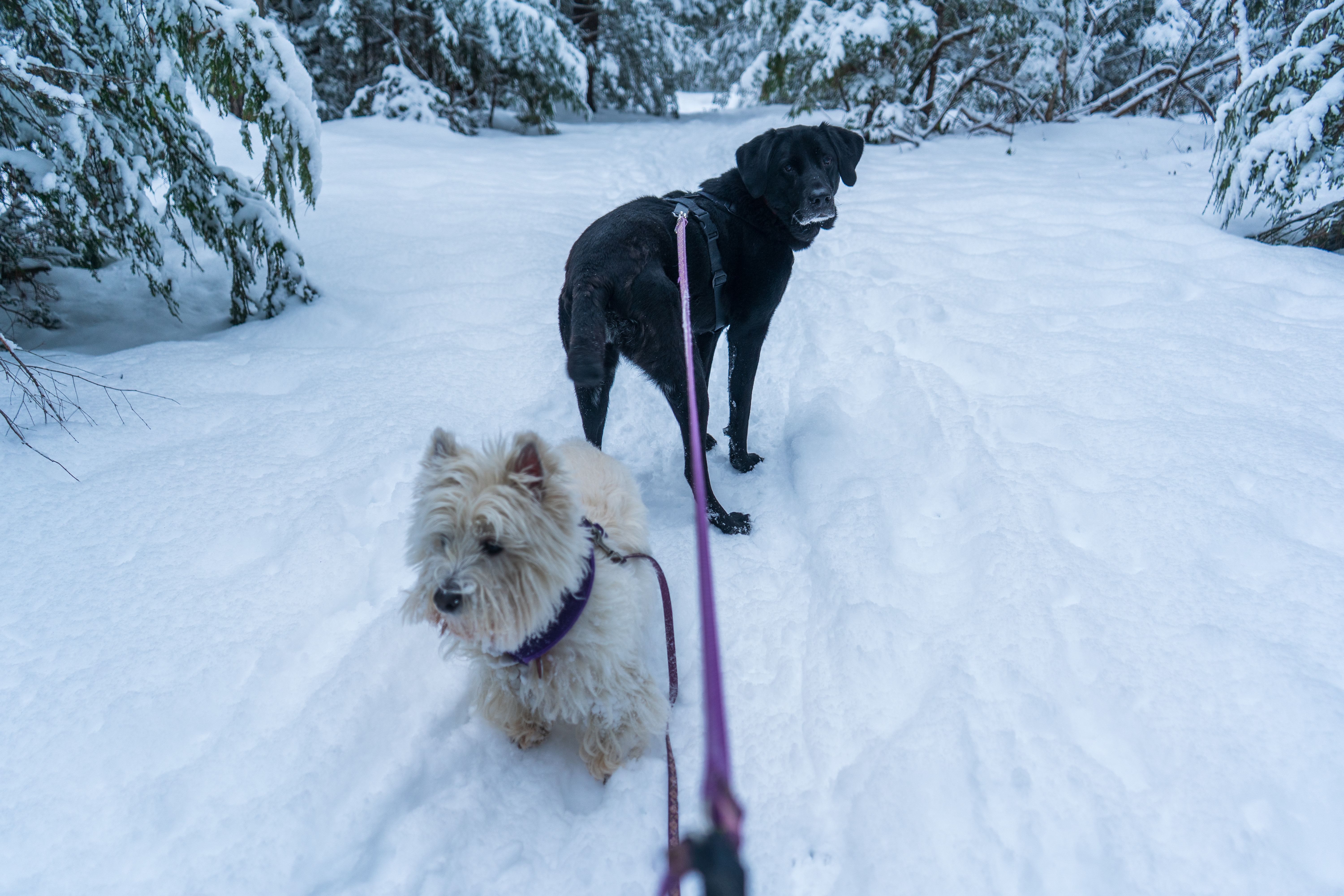 Two dogs on a winter walk down a snow-covered trail in a forest setting, creating a serene scene.