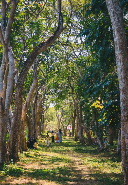 Free A scenic forest path lined with tall trees in Ho Chi Minh City, perfect for a tranquil walk. Stock Photo