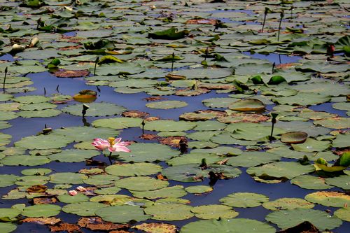 Free A serene pond with lush green lily pads and a blooming pink lotus flower in Ho Chi Minh City. Stock Photo