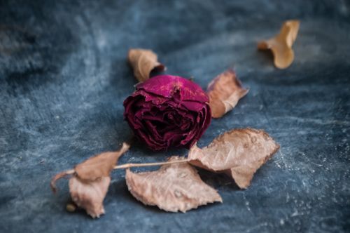 Free Artistic photograph of a dried rose with wilted leaves on a dark, textured background. Stock Photo