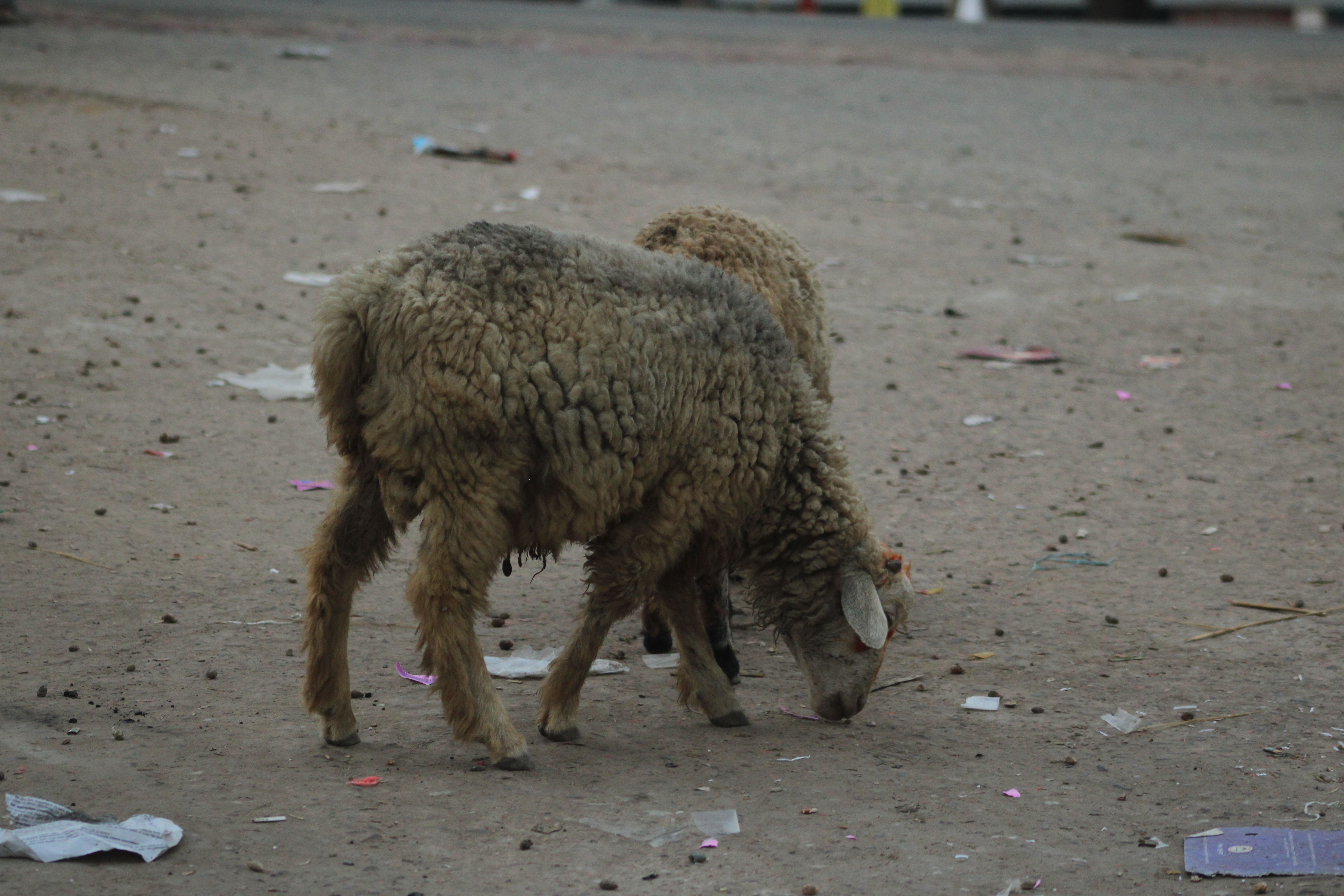 Waste of wool or of fine or coarse animal hair, including yarn waste but excluding garnetted stock