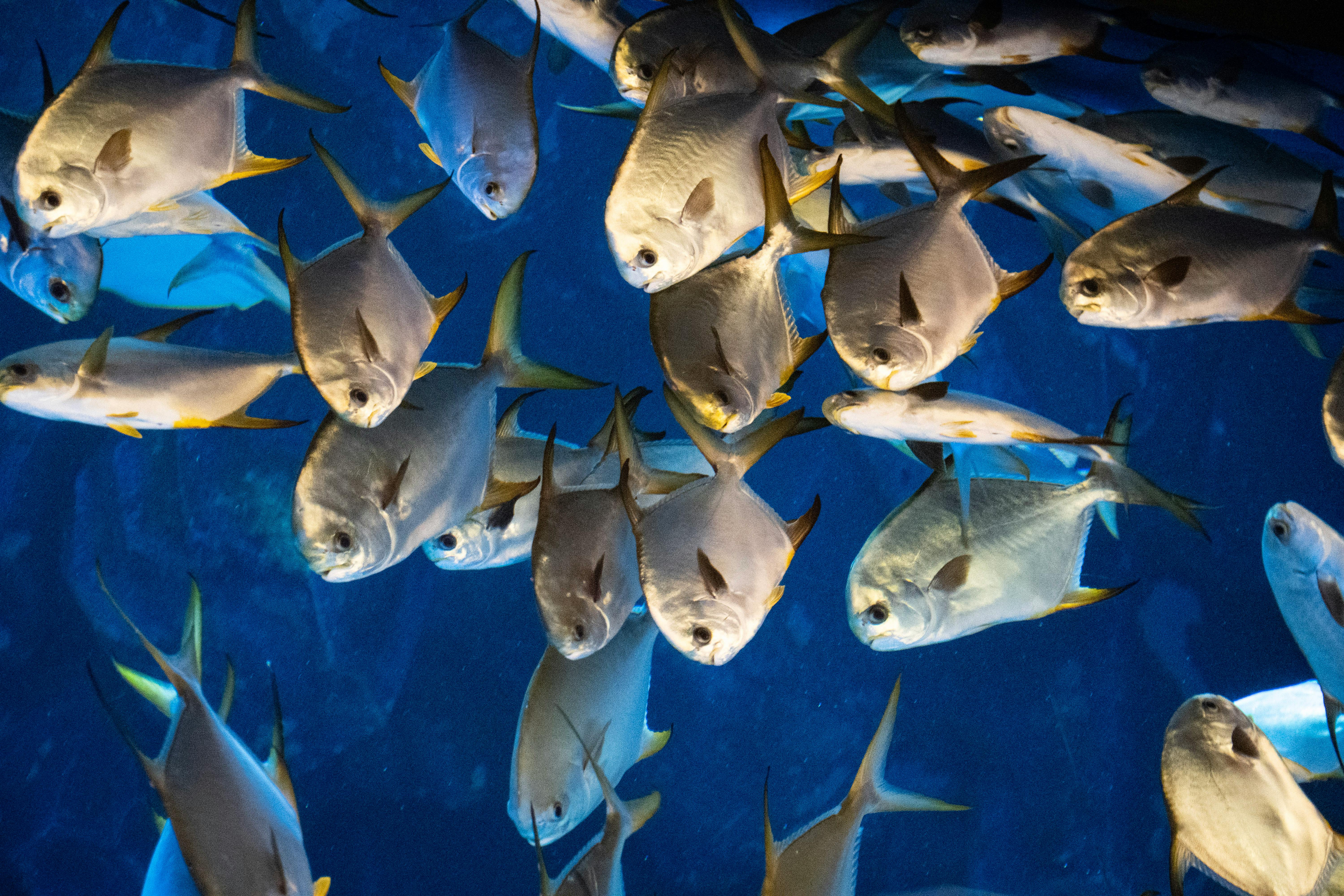 無料 深い青色の水の背景を背に泳ぐ銀色の魚の群れのダイナミックな画像。 写真素材