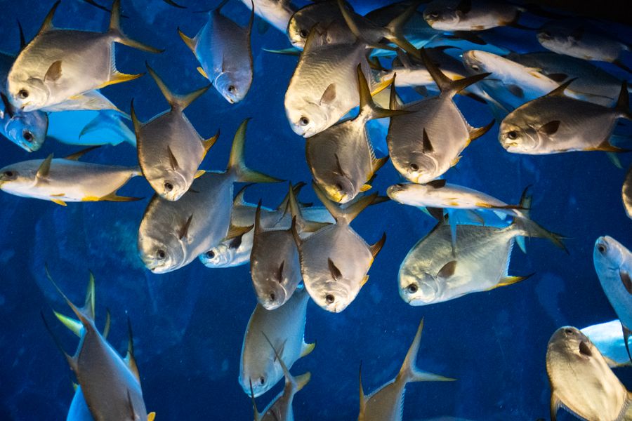 イワシの魚群