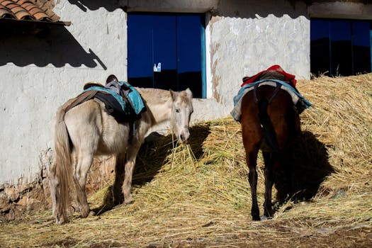 Free stock photo of apus, cusco, mountains