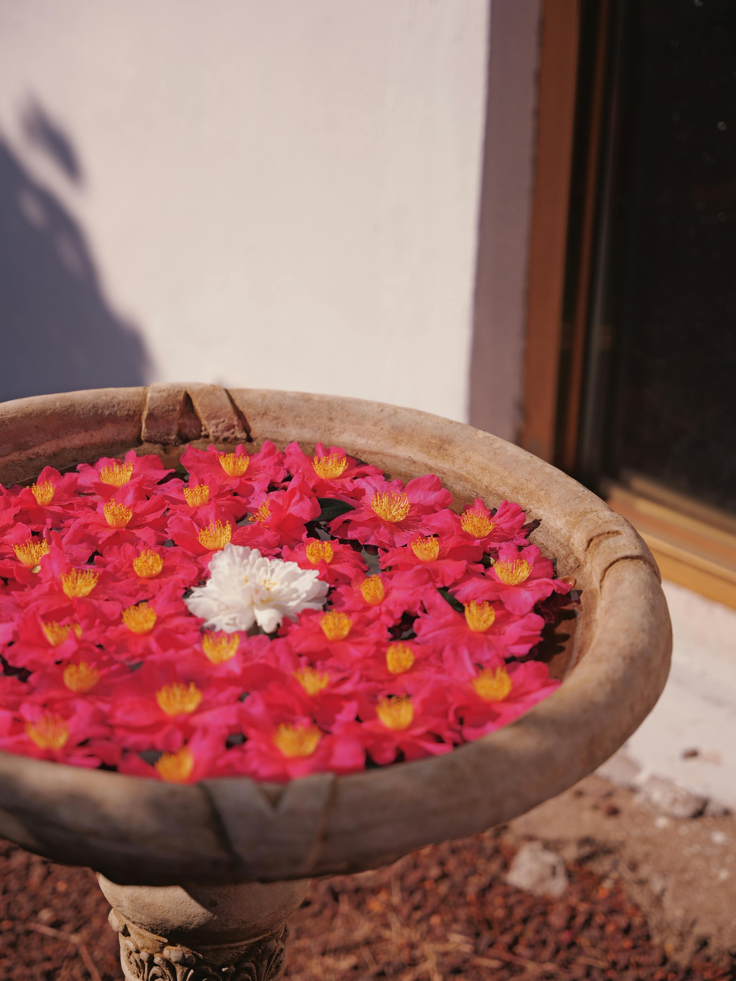 [ColoSach]-a-birdbath-filled-with-vivid-pink-flowers-and-a-single-white-bloom-under-sunlight.