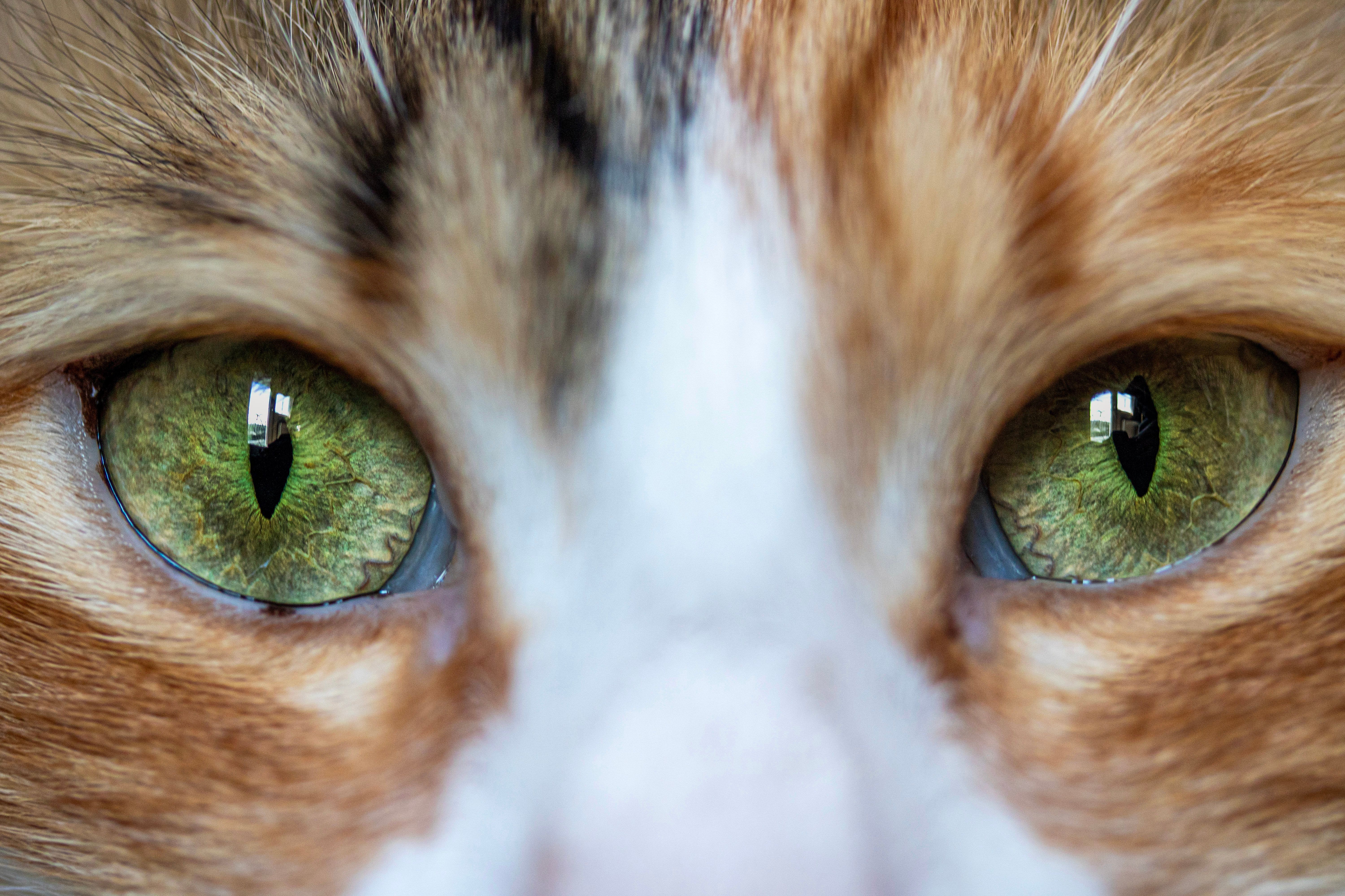 Veterinary care for a cat
